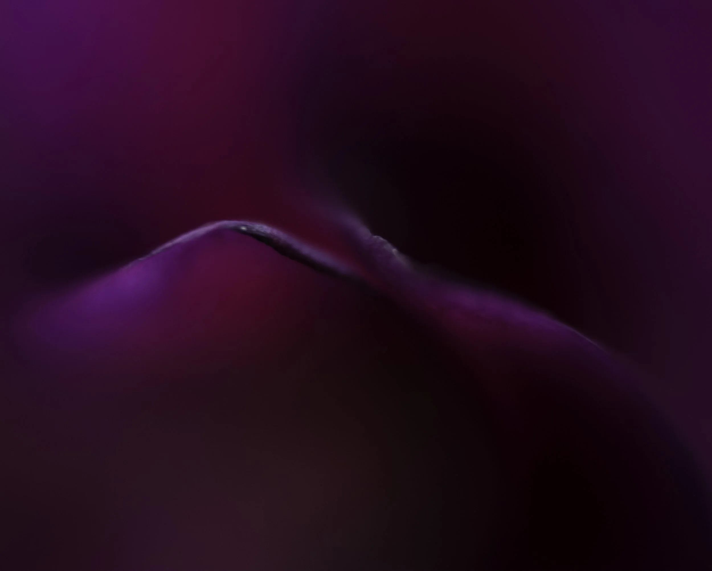 Intimate Beings copy.jpg