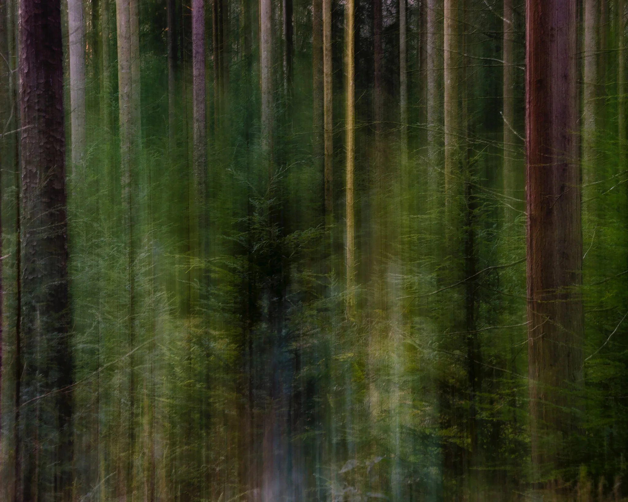 Anu in the Forest 20211205 - NZ7_3941 copy.jpg