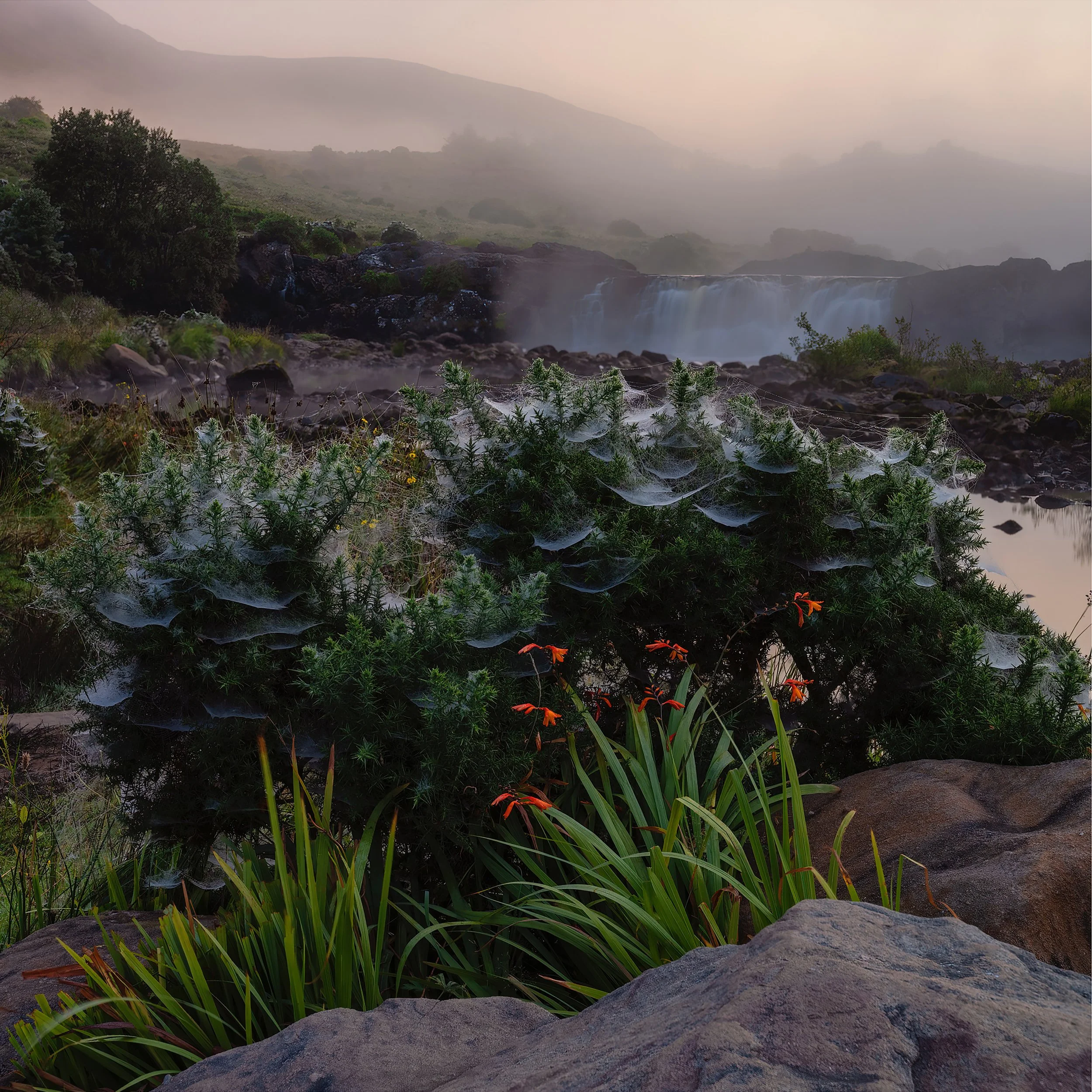 The Rythm of Nature copy.jpg