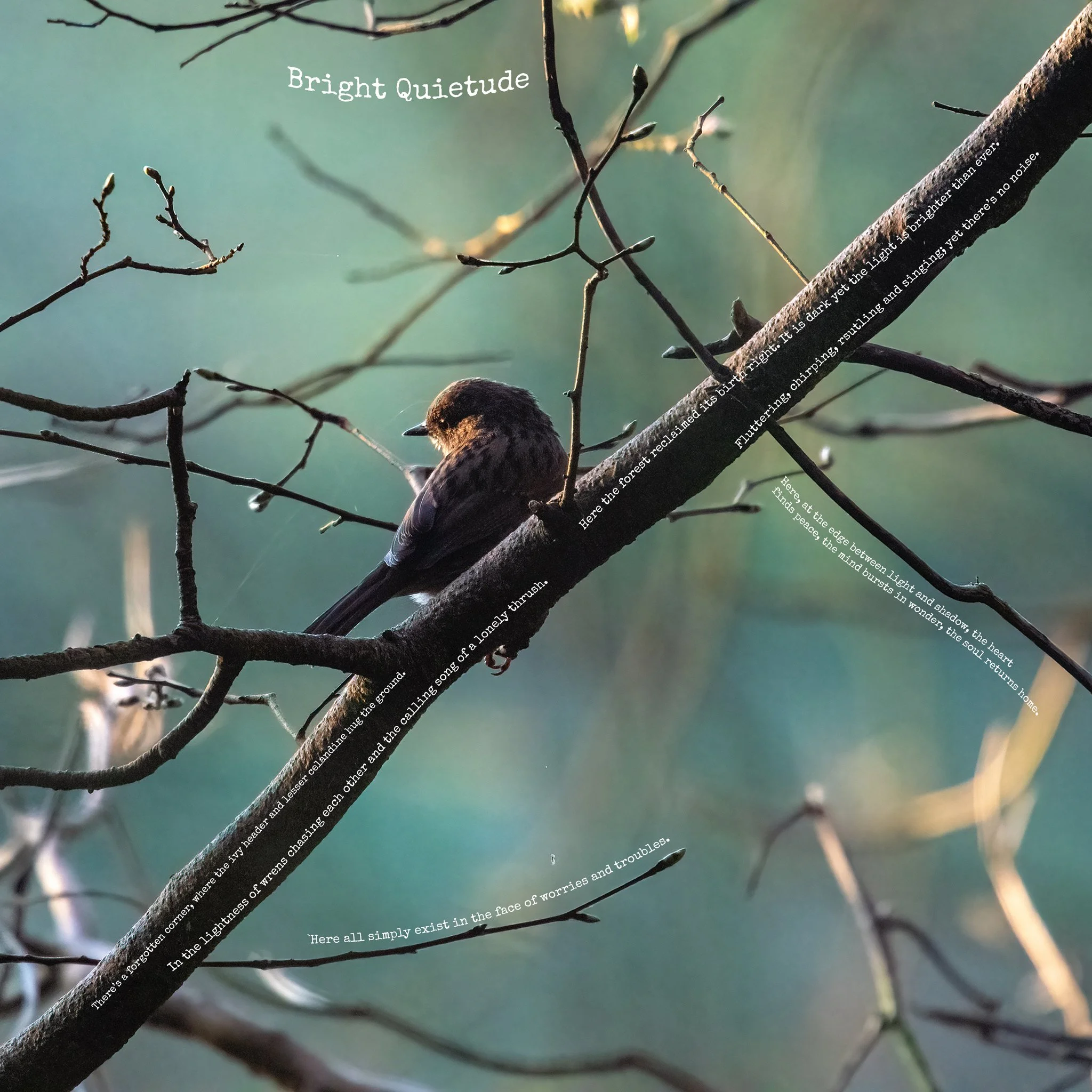 Bright Quietude copy.jpg