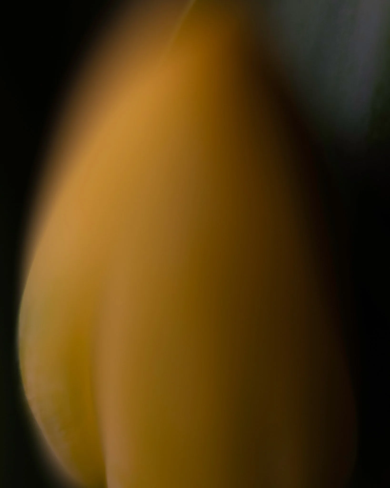 Tulip Soulder 20200310 copy.jpg