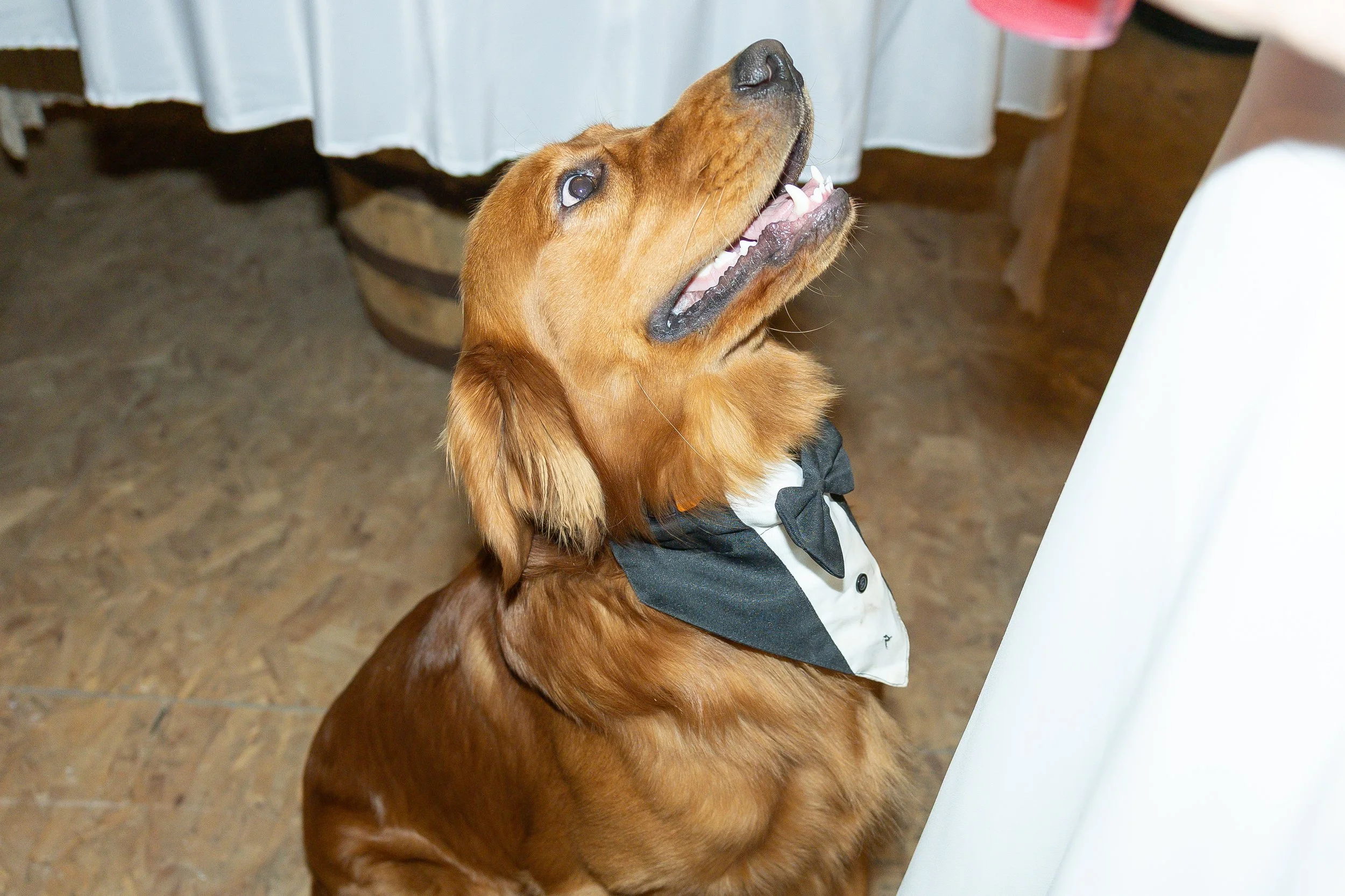 #petphotography #rochesternyphotography #furfriends #dogsarefamily