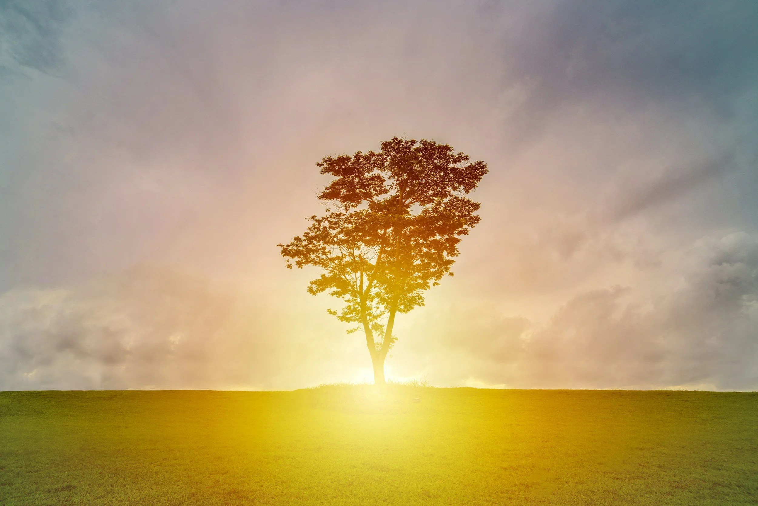 Tree on a grassy hill during sunrise or sunset with a partially cloudy sky.