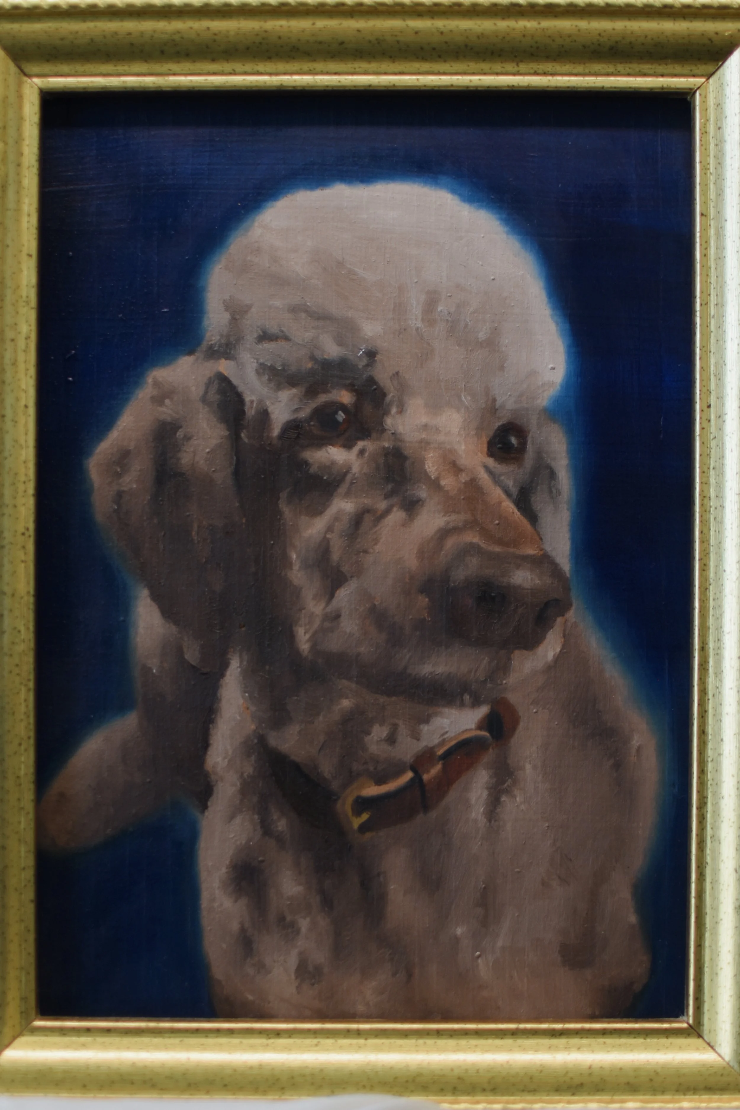 Single Pet Portrait