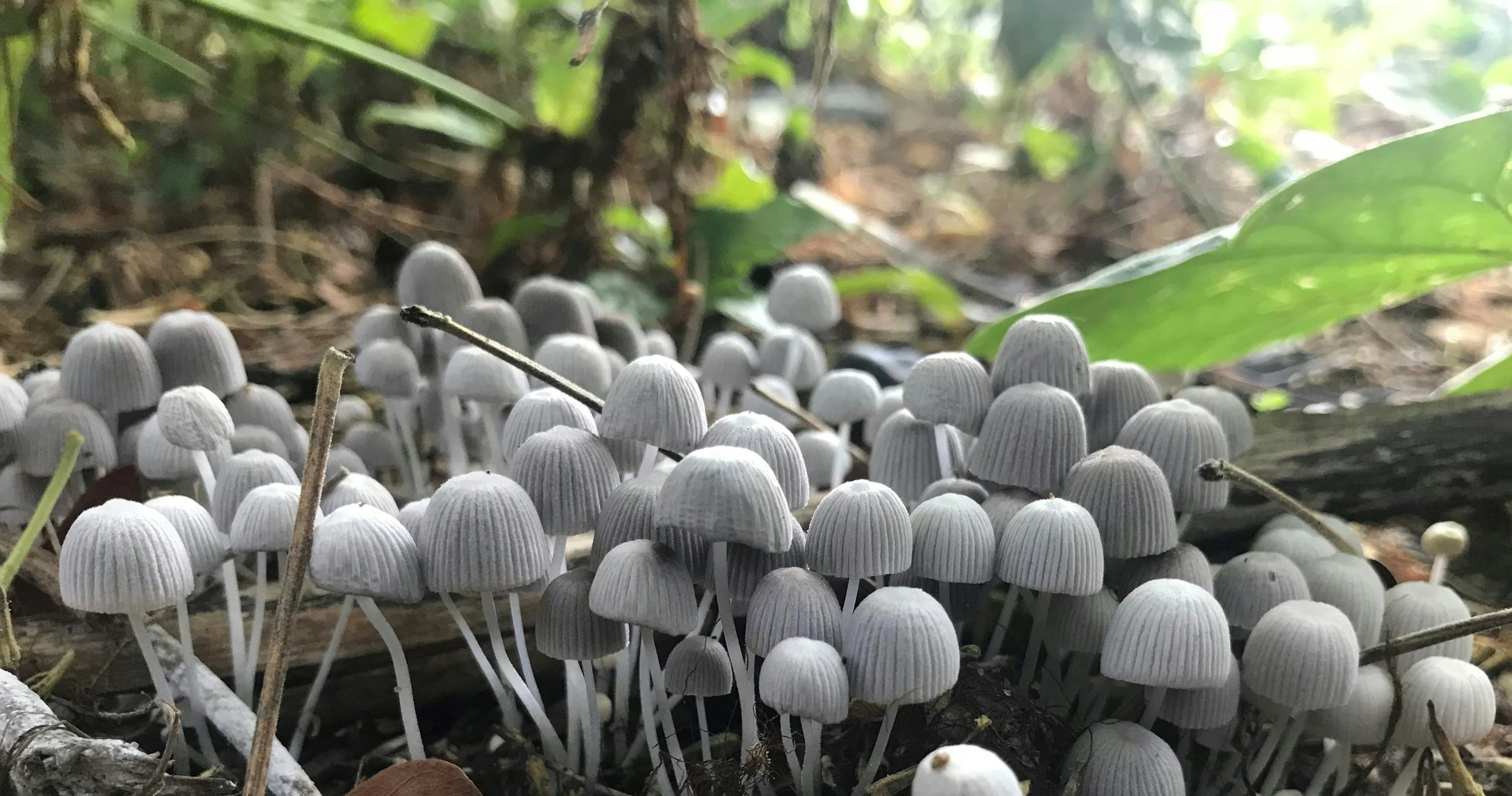 Ode to the Mushroom: Psilocybin, Healing, and the Intelligence of Nature 