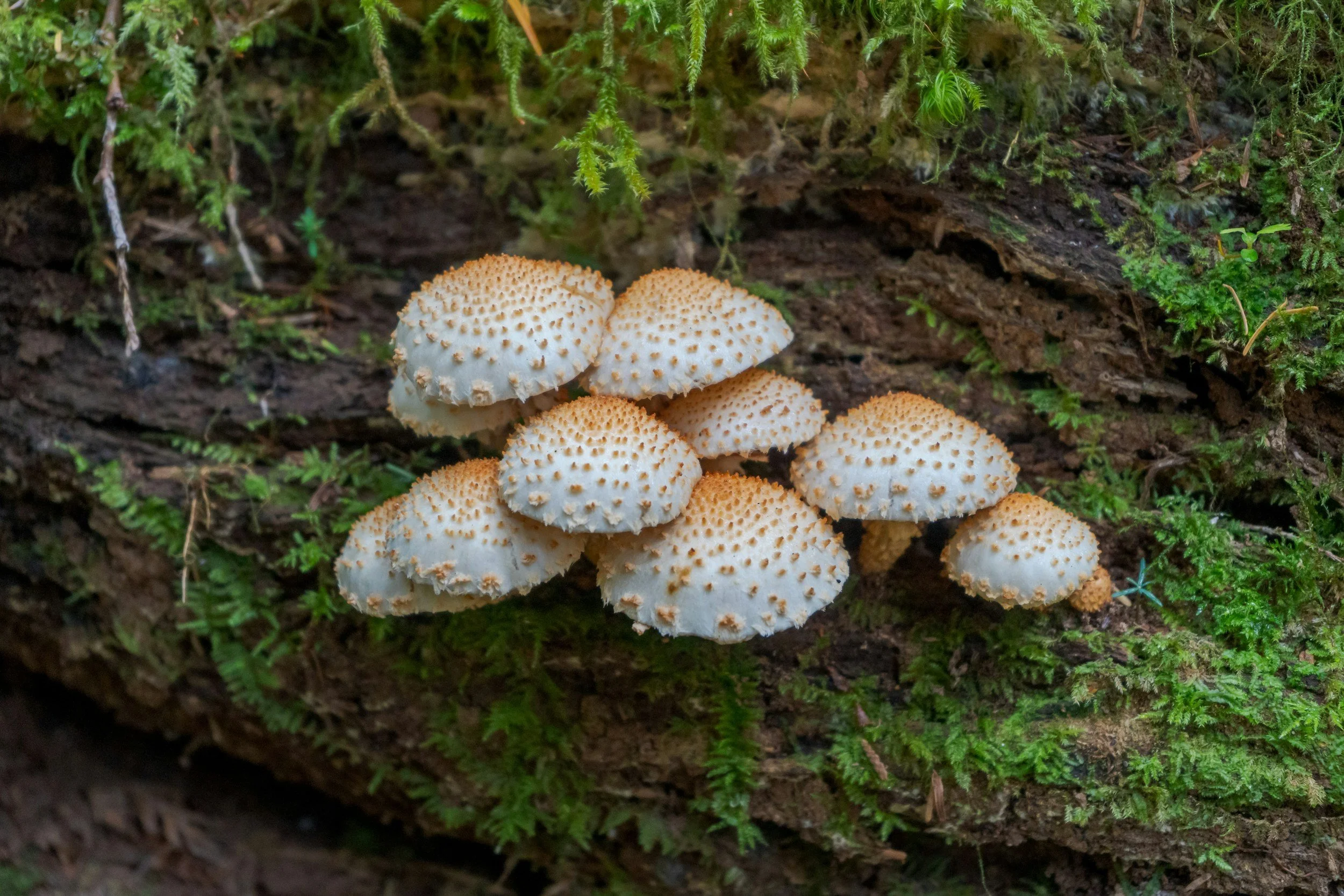Mindful Microdosing: A Gentle Path Toward Self-Awareness and Emotional Growth