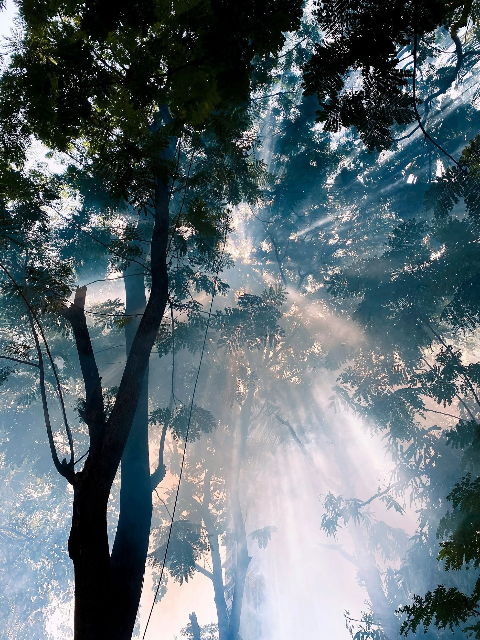 Why Psilocybin Integration Matters: Turning Your Journey Into Lasting Change