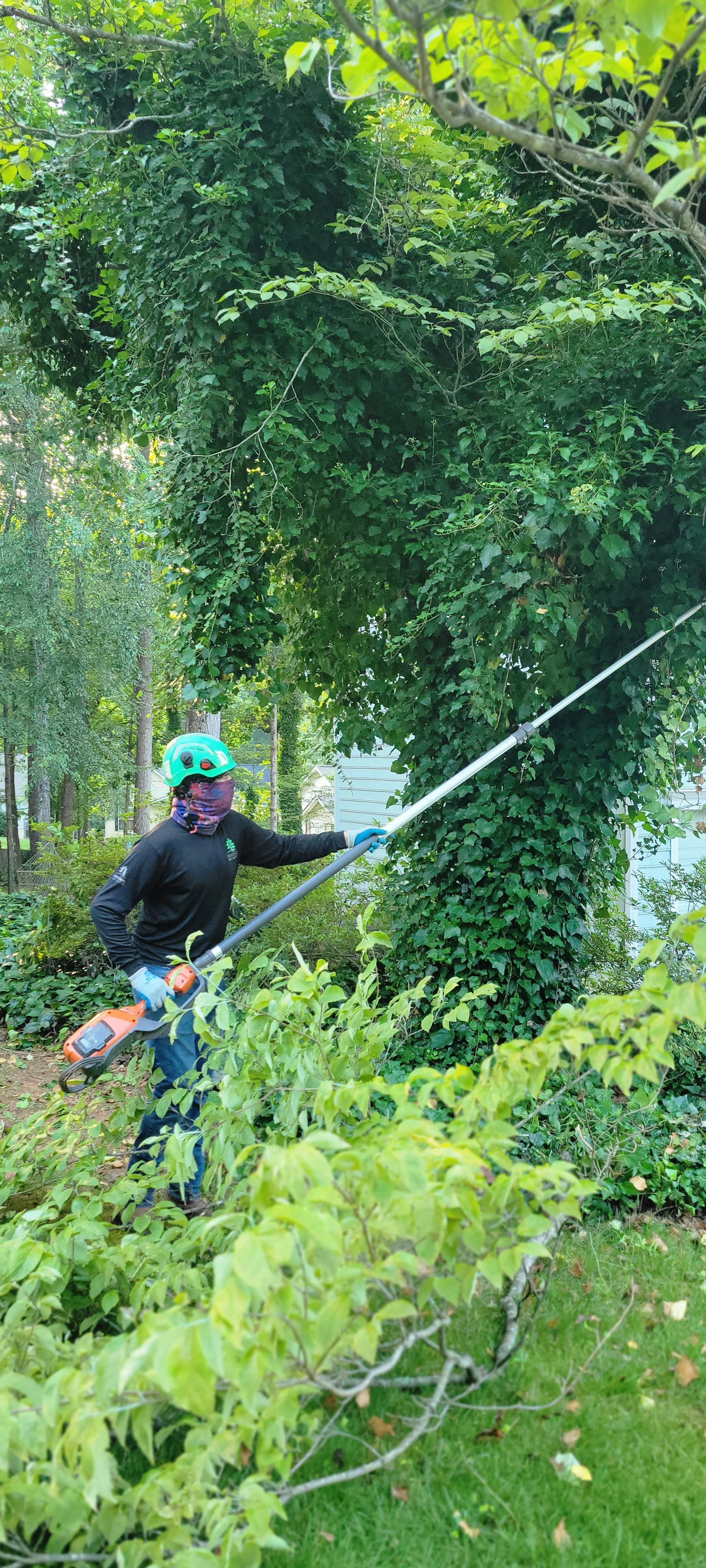 Professional tree trimming service in Union County NC improving tree health and safety