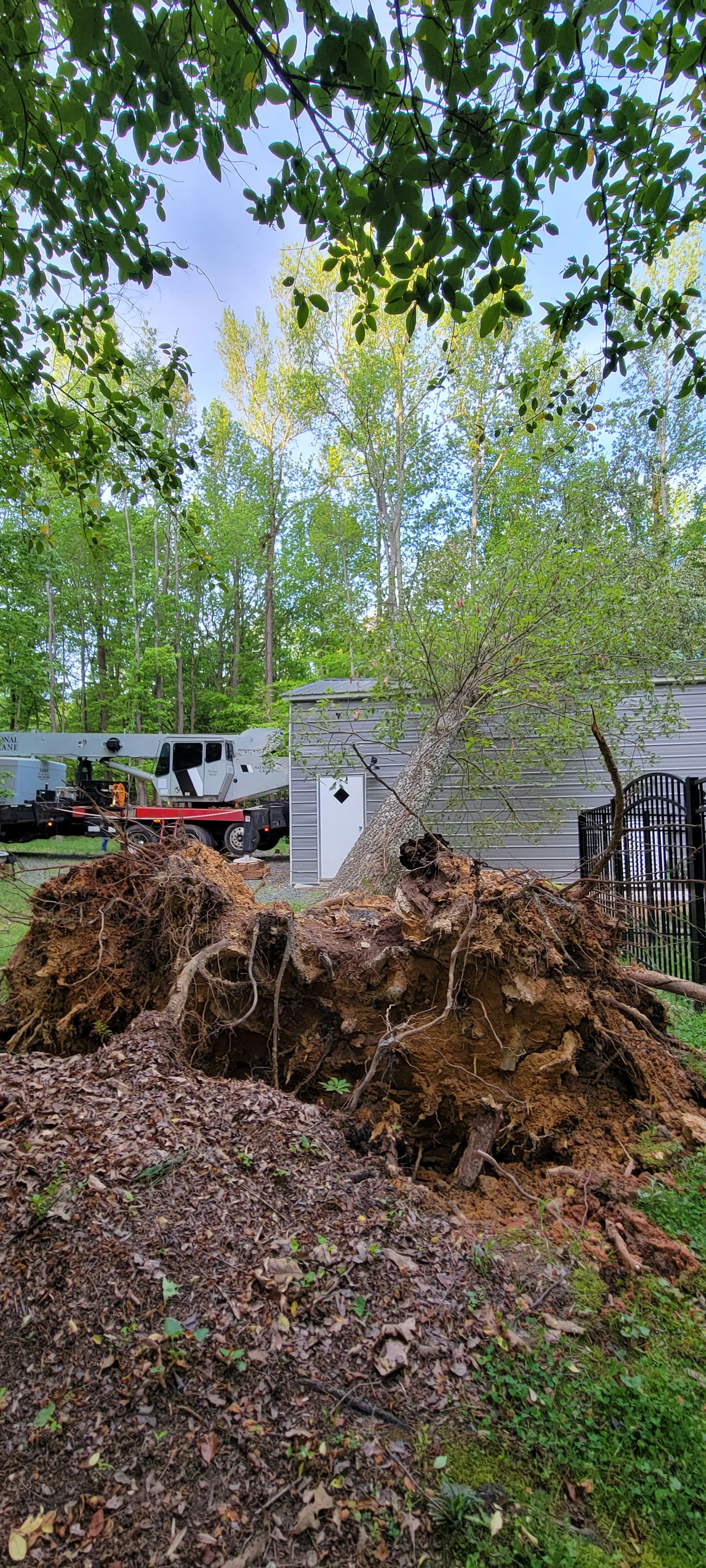 Routine tree maintenance services in Union County NC, including tree pruning and trimming to improve tree health, safety, and appearance.