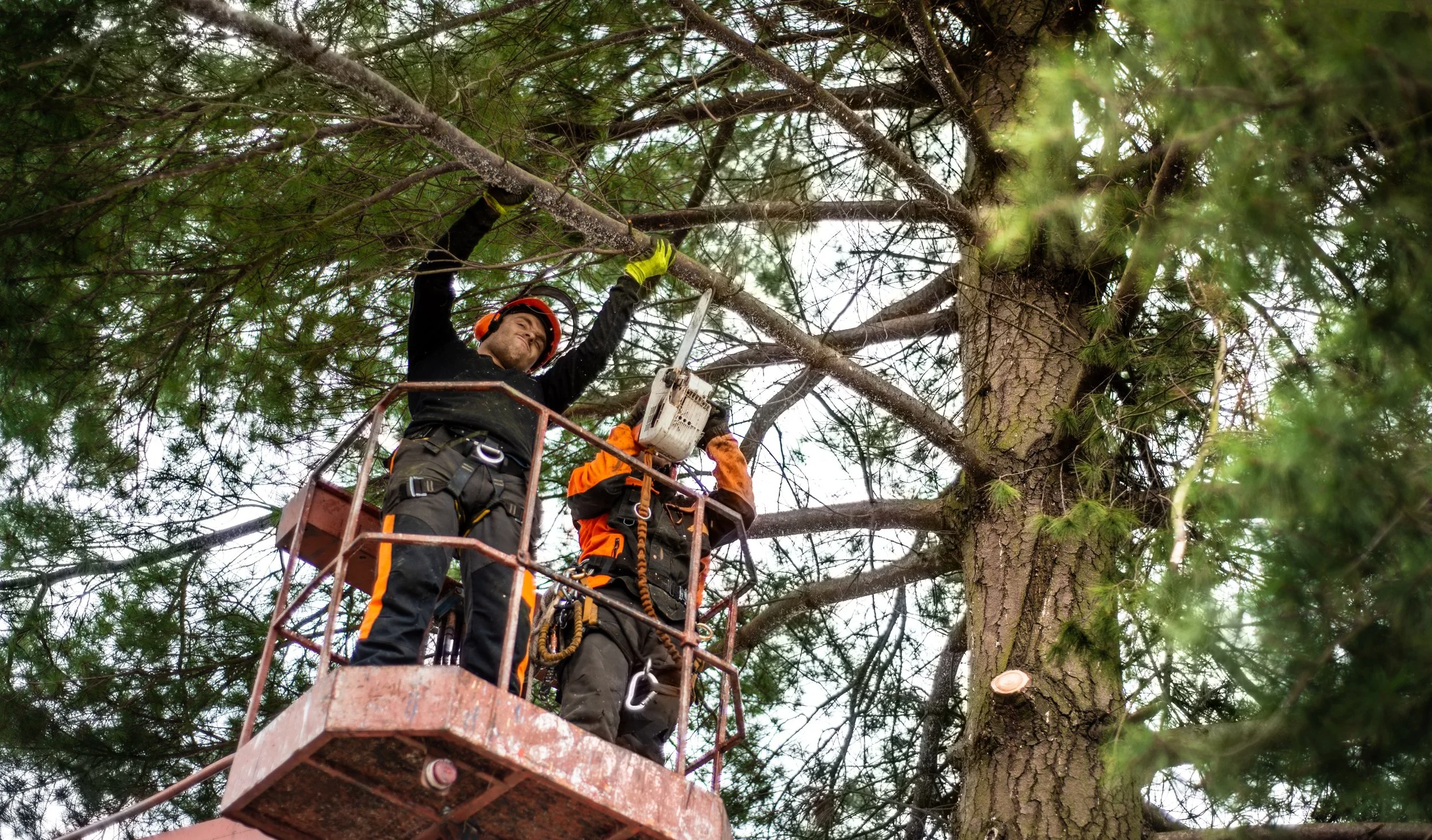 Safe tree trimming for overhanging limbs in Union County NC