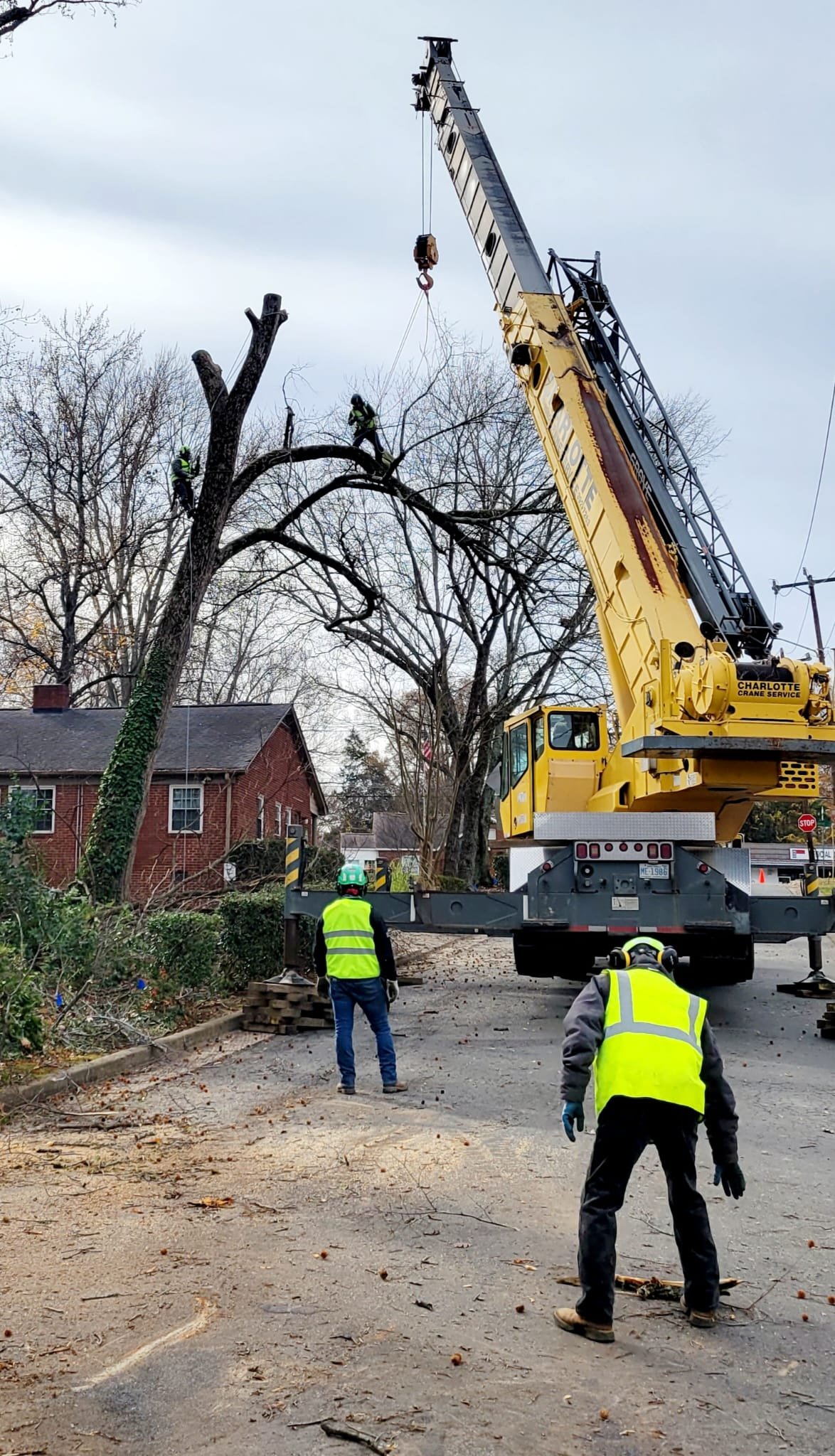 Tree Removal – Monroe NC | CALL For FREE Estimate