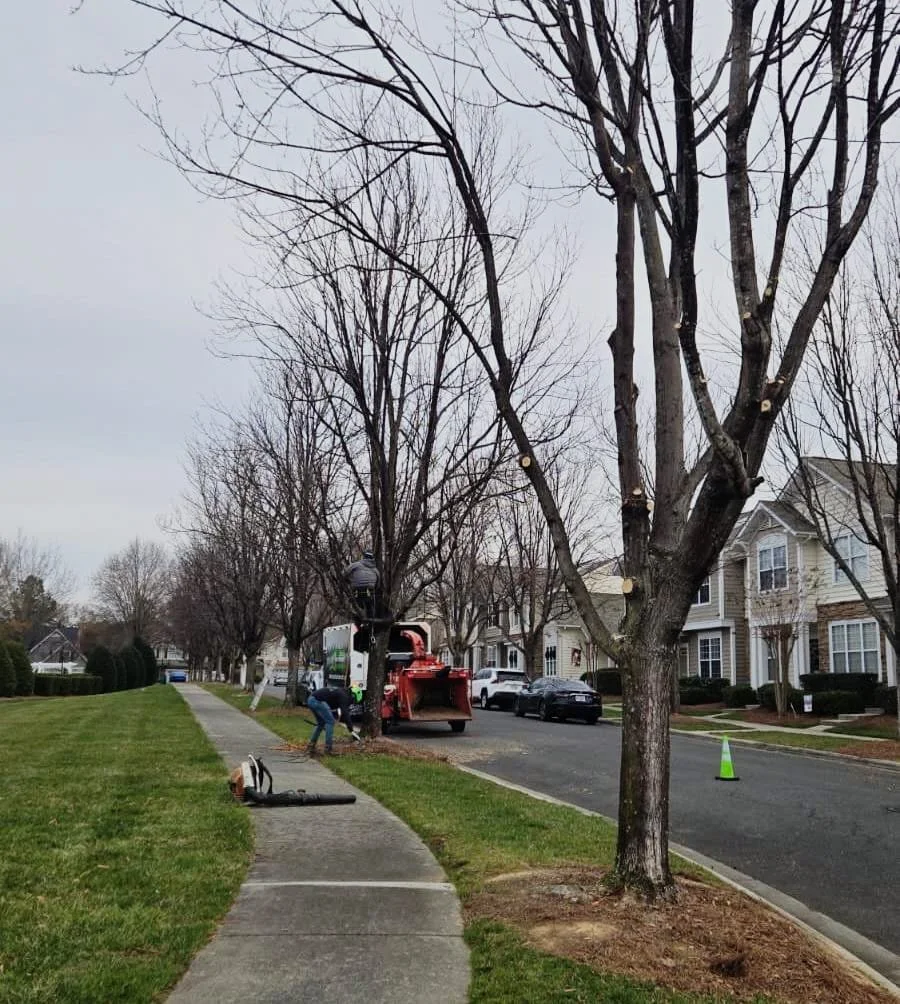 “HOA tree maintenance in Union County NC by Brothers Tree Service NC LLC”