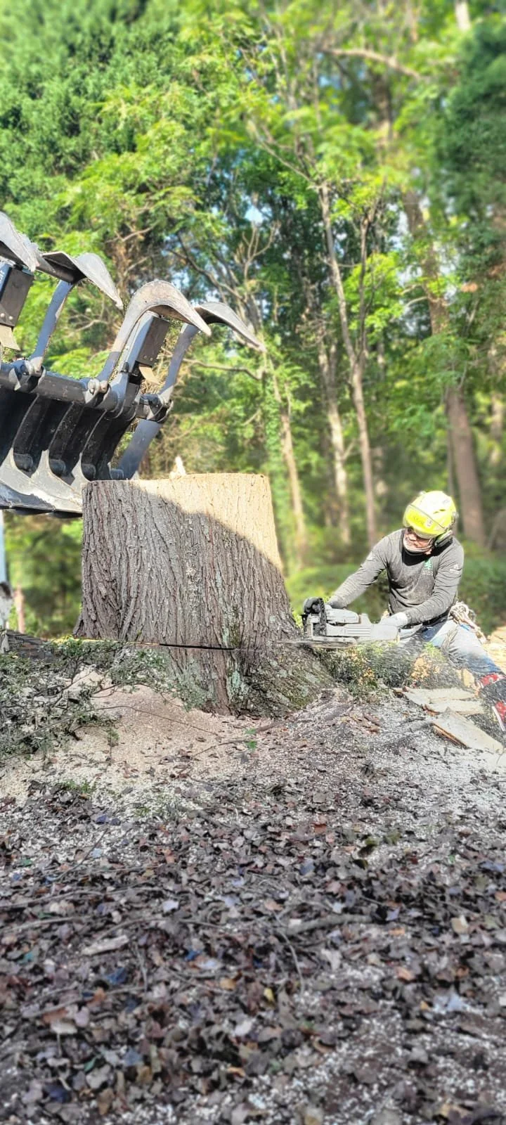 Professional large tree removal in Union County NC using crane and bucket truck near residential home by Brothers Tree Service