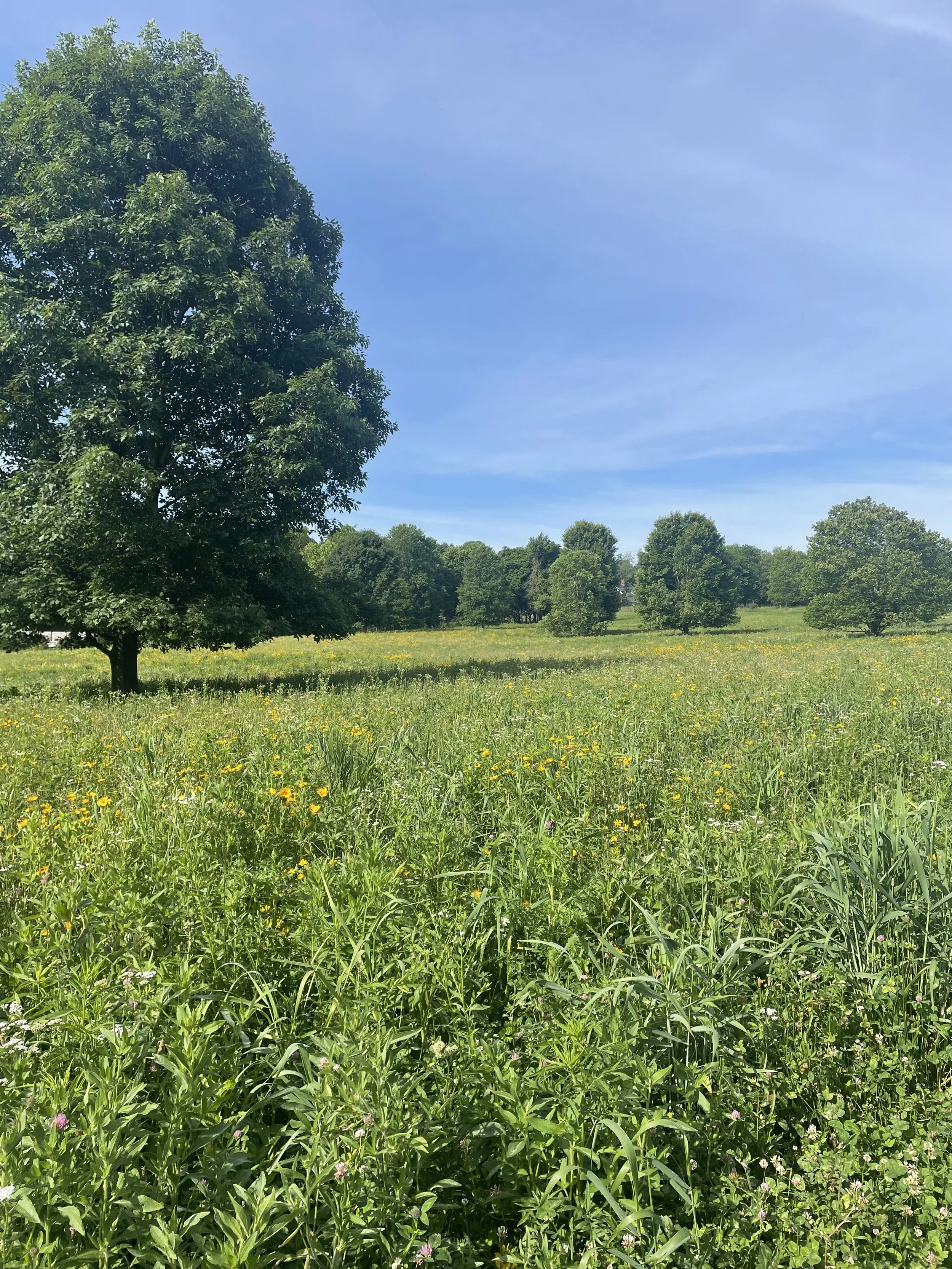 A lush green field with yellow and pink flowers, a large tree on the left, and smaller trees scattered in the distance under a bright blue sky.