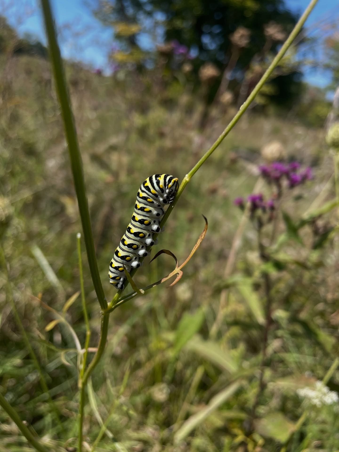 Close-up of a black, white, and yellow caterpillar on a green plant stem in a natural outdoor setting with blurred background of grass and purple flowers.