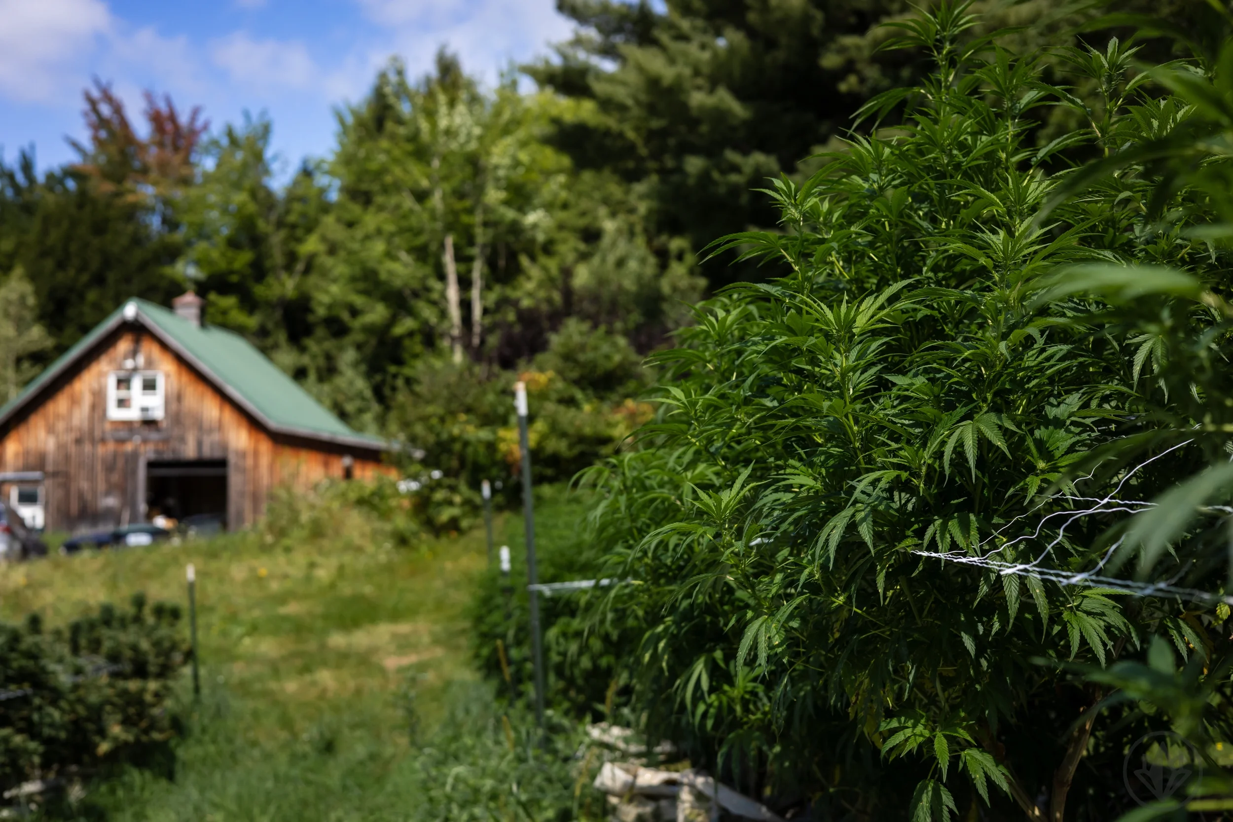Cannabis plants growing at farm sold at The Wick Cannabis Market in Hardwick, VT