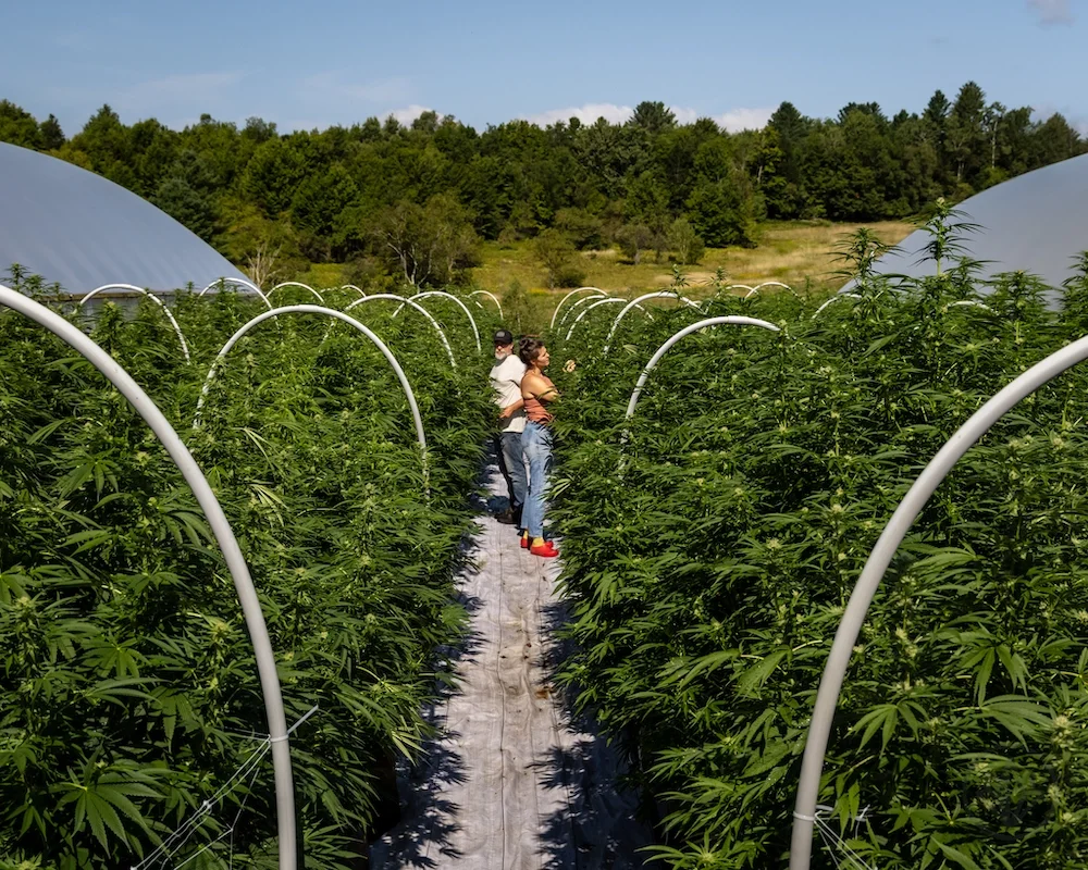 Cannabis farmers standing in the middle of a grow of cannabis, sold at The Wick Cannabis Market in Hardwick, VT.