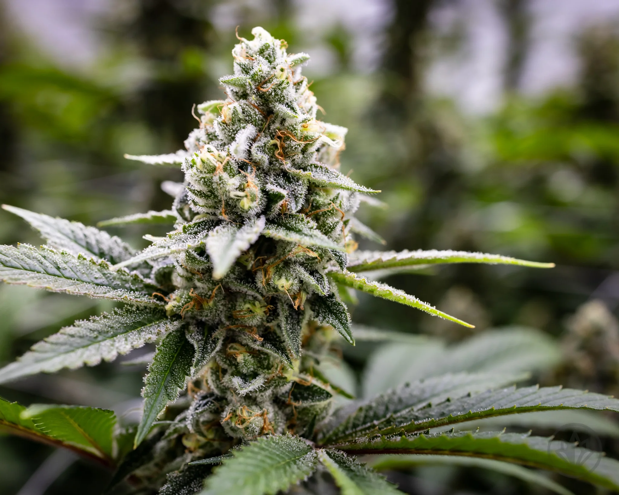 Sour Tangie cannabis flower, sold at The Wick Cannabis Market in Hardwick, VT.