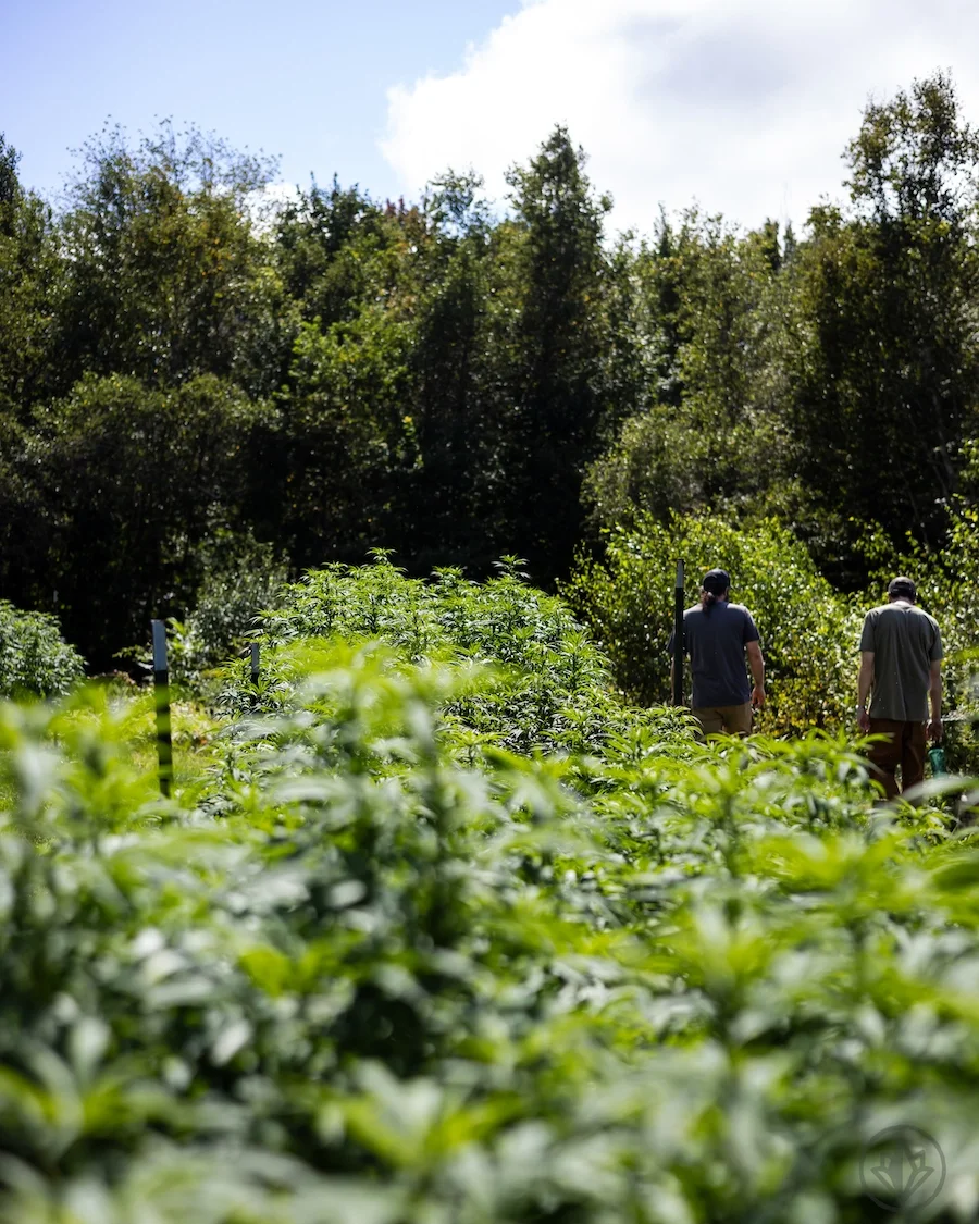 Vermont cannabis farmers walking through cannabis plants