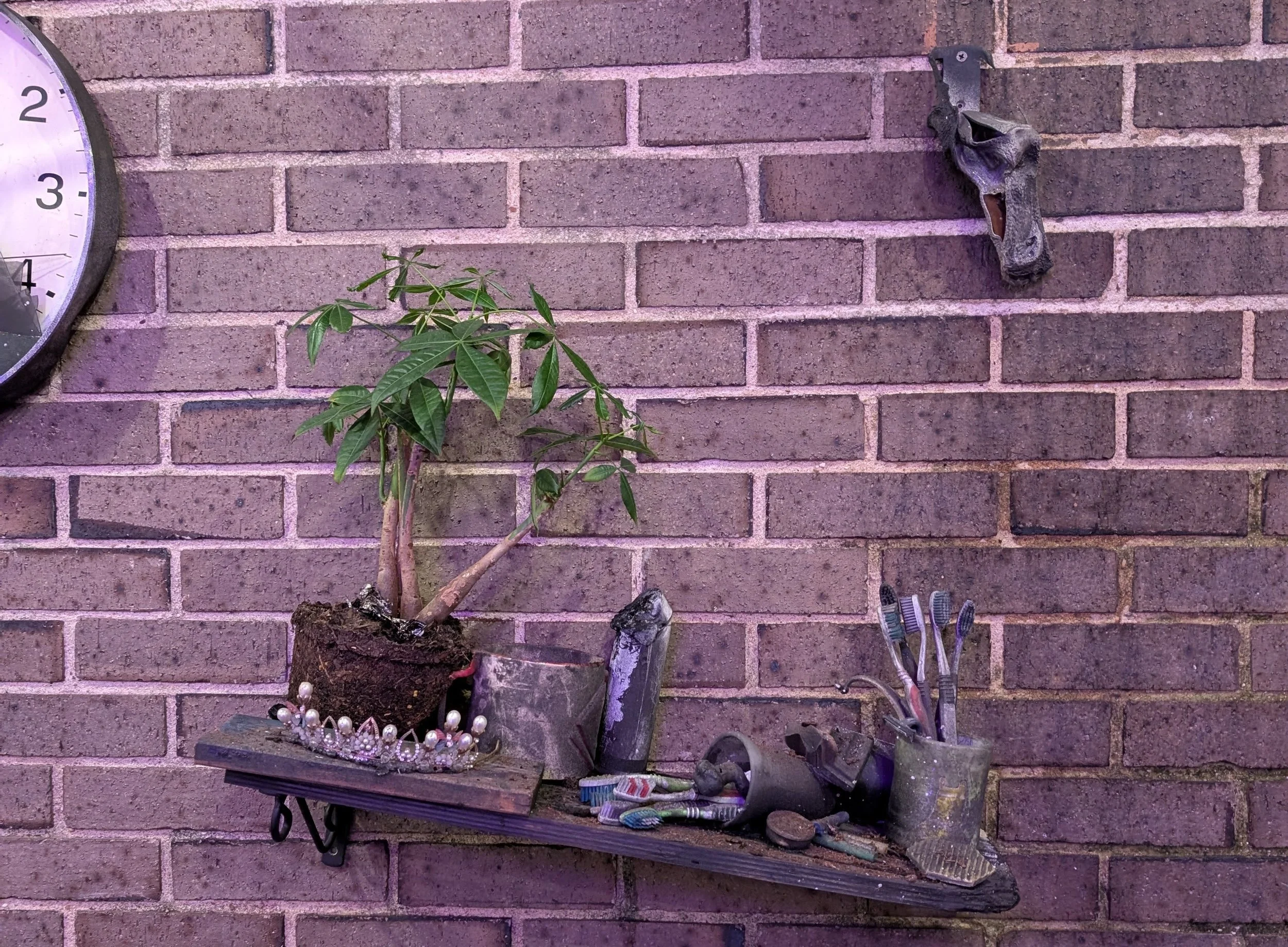 A rubber plant in a pot on a wall shelf with various old and dirty tools and brushes; a crown-like decoration with pearls on the shelf; a small skull decoration on the shelf; a large clock on a brick wall.