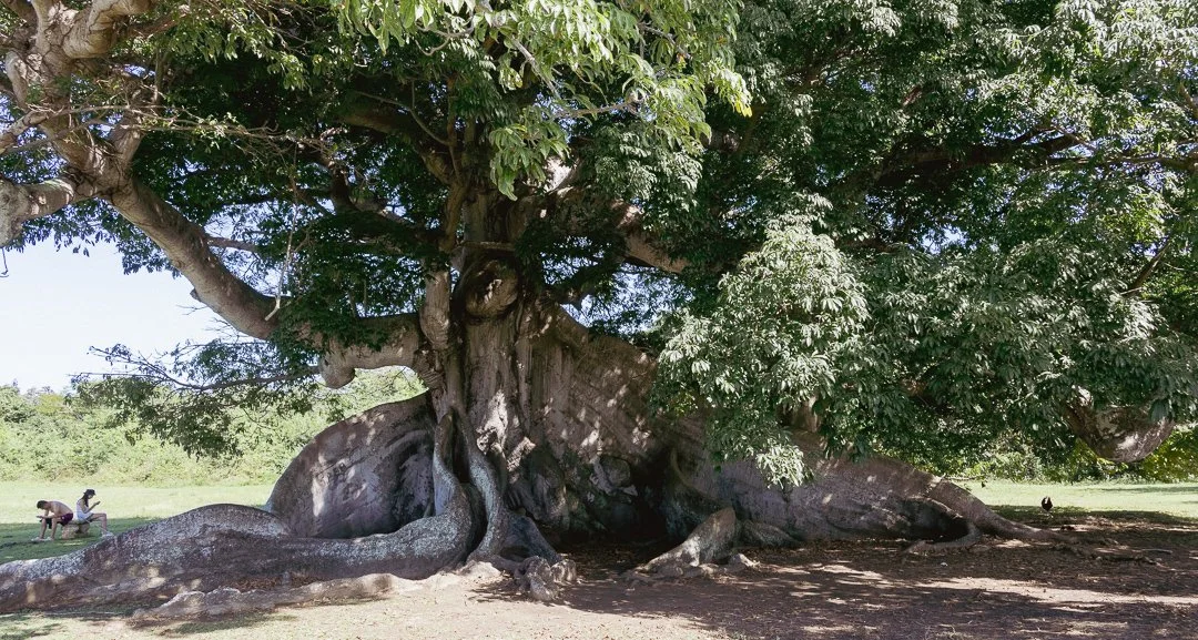 400 years old Ceiba Tree in Vieques, Puerto Rico. Another unique location to propose. Karen Fabiola Photo