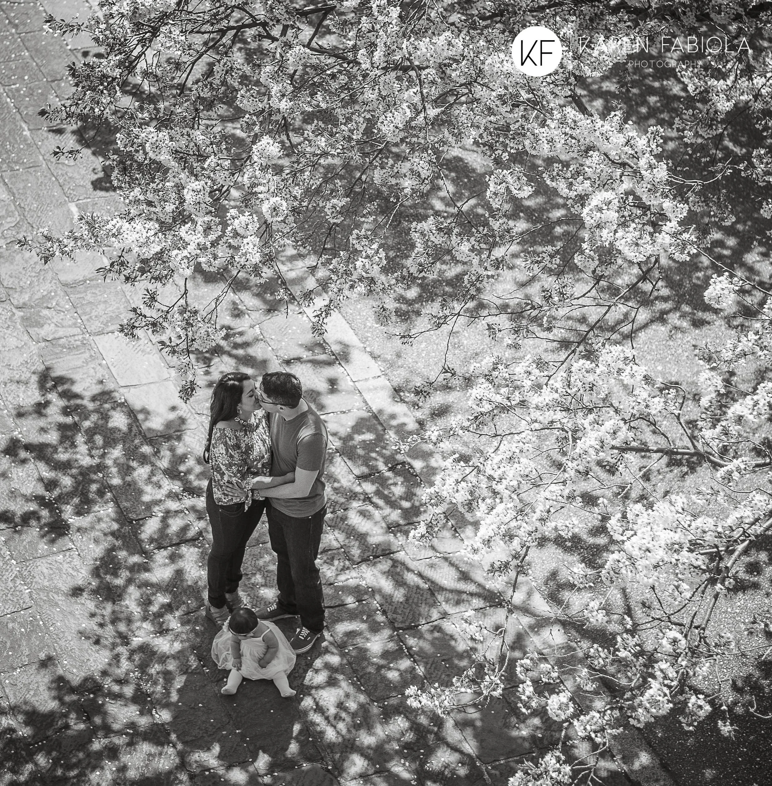 Cherry Blossoms - Japan