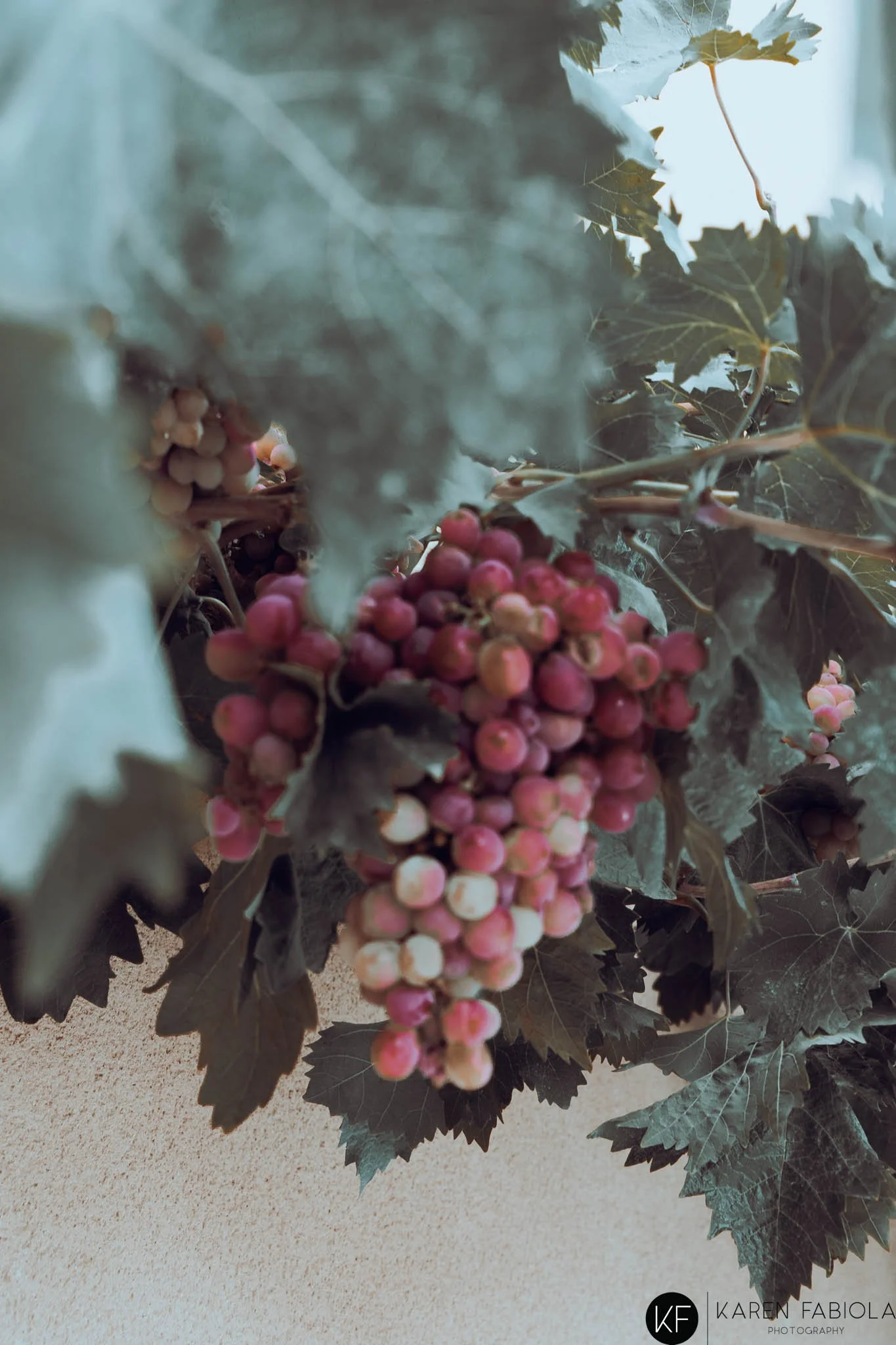 Grape Photoshoot at Ribera del Duero