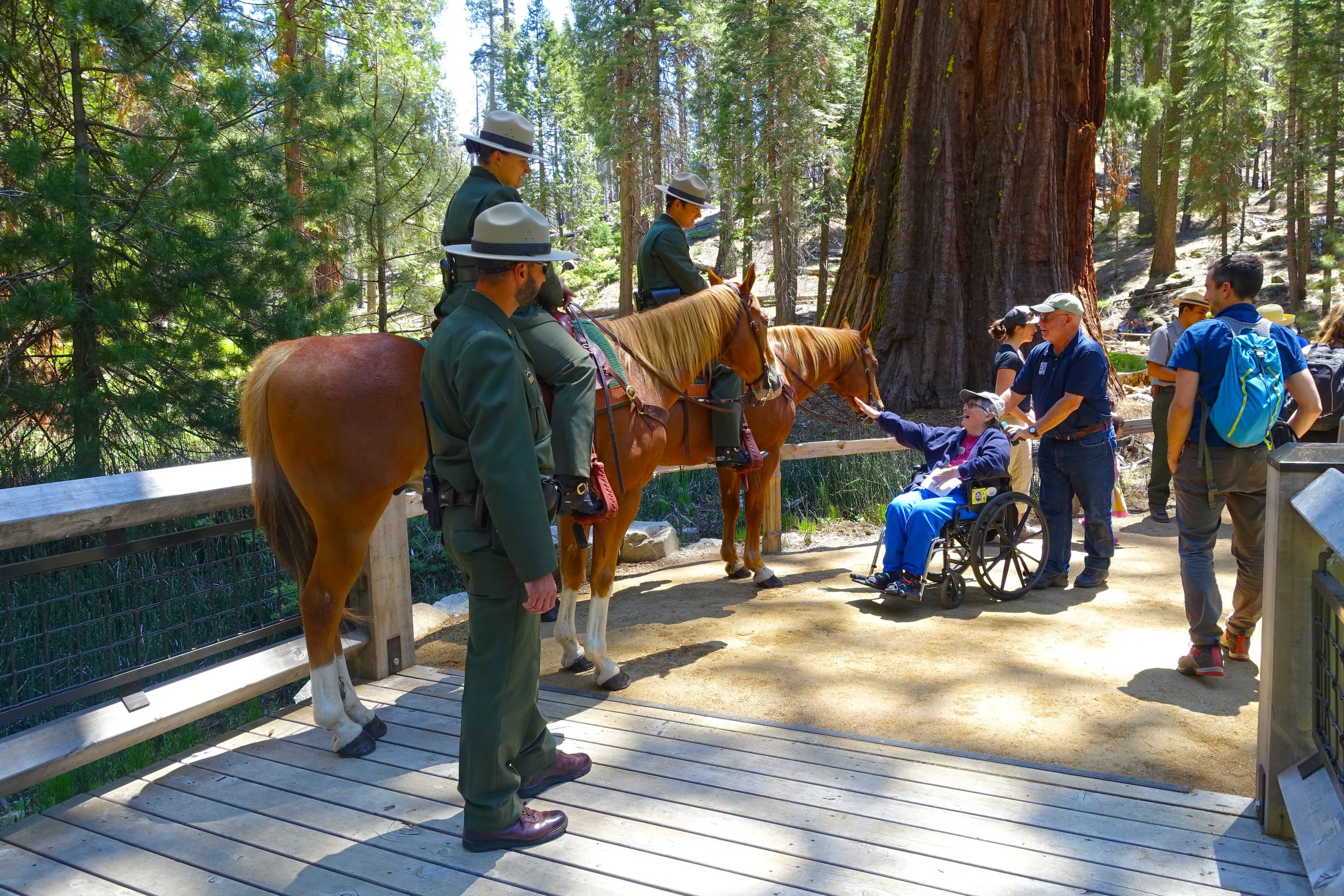 MariposaGrove-Trail01_Yosemite_SusanOlmsted.jpg