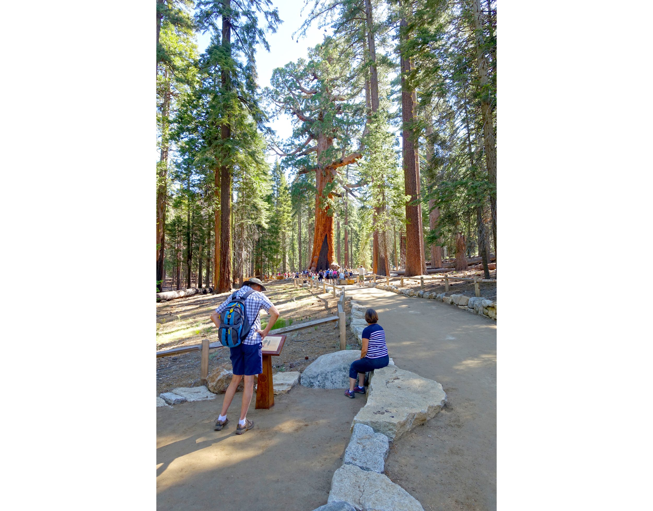 Mariposa-Grove-Grizzly-Giant-View-vert_SusanOlmsted.jpg