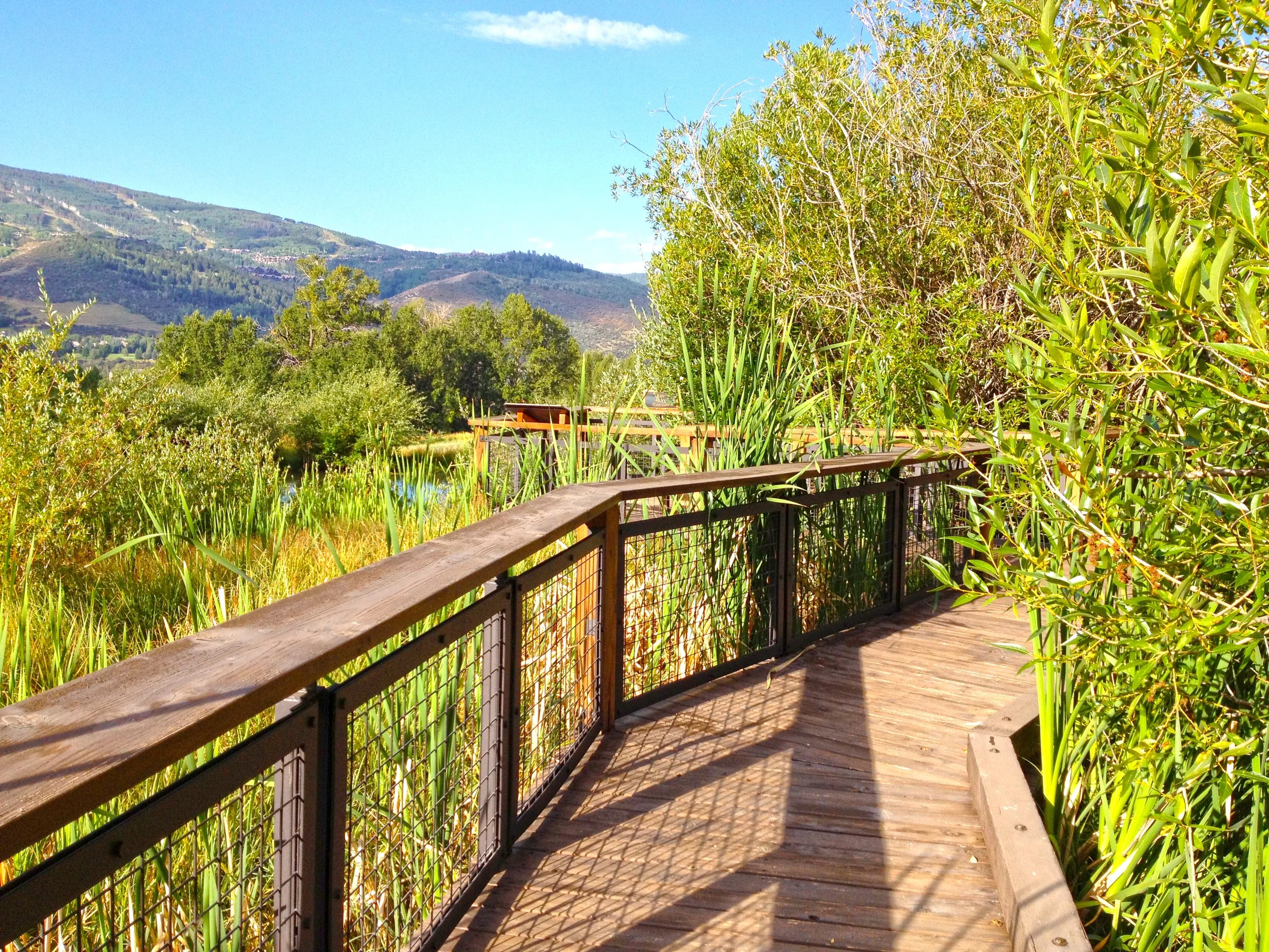 Walking-Mts_Boardwalk-Trail_SusanOlmsted.jpg