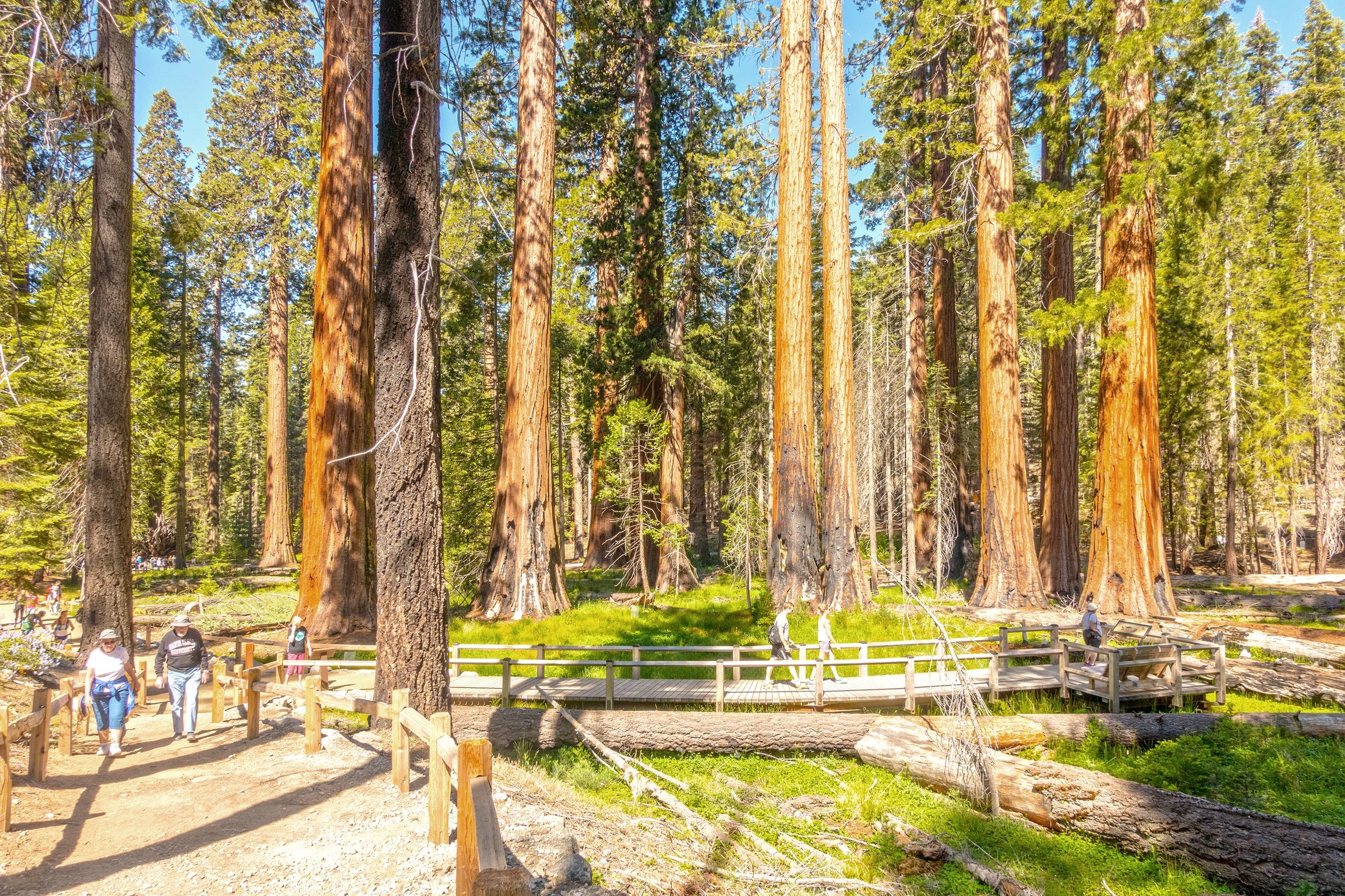 Mariposa-Grove_trail-gathering-node_SusanOlmsted-web.jpg