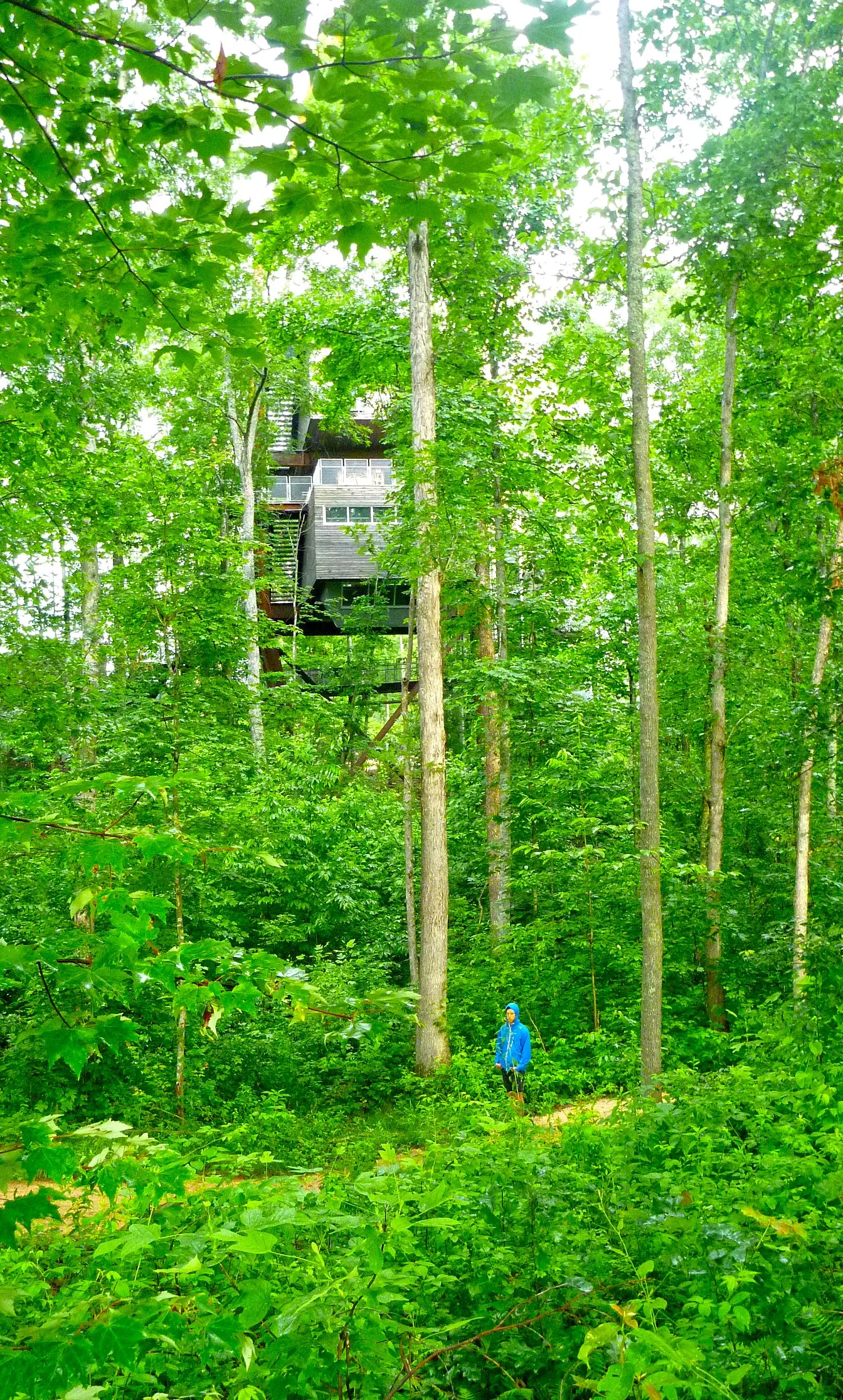 Sustainability-Treehouse04_SusanOlmsted.jpg