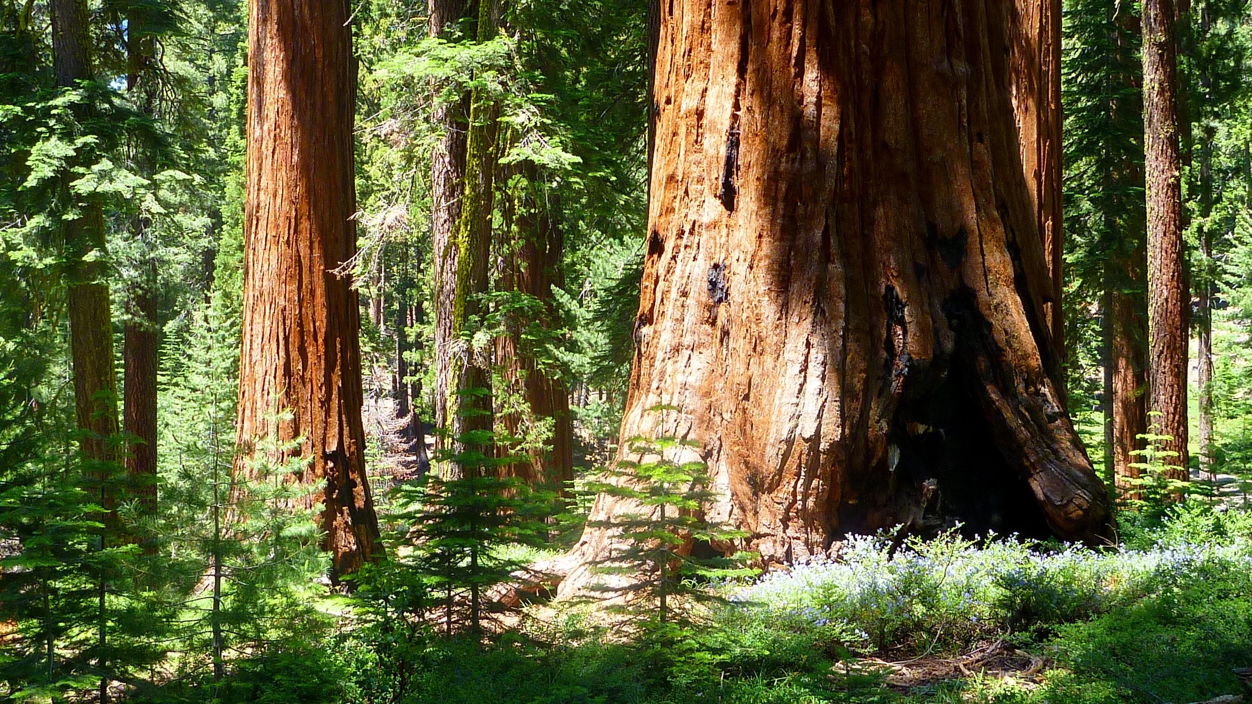Mariposa Grove of Giant Sequoias