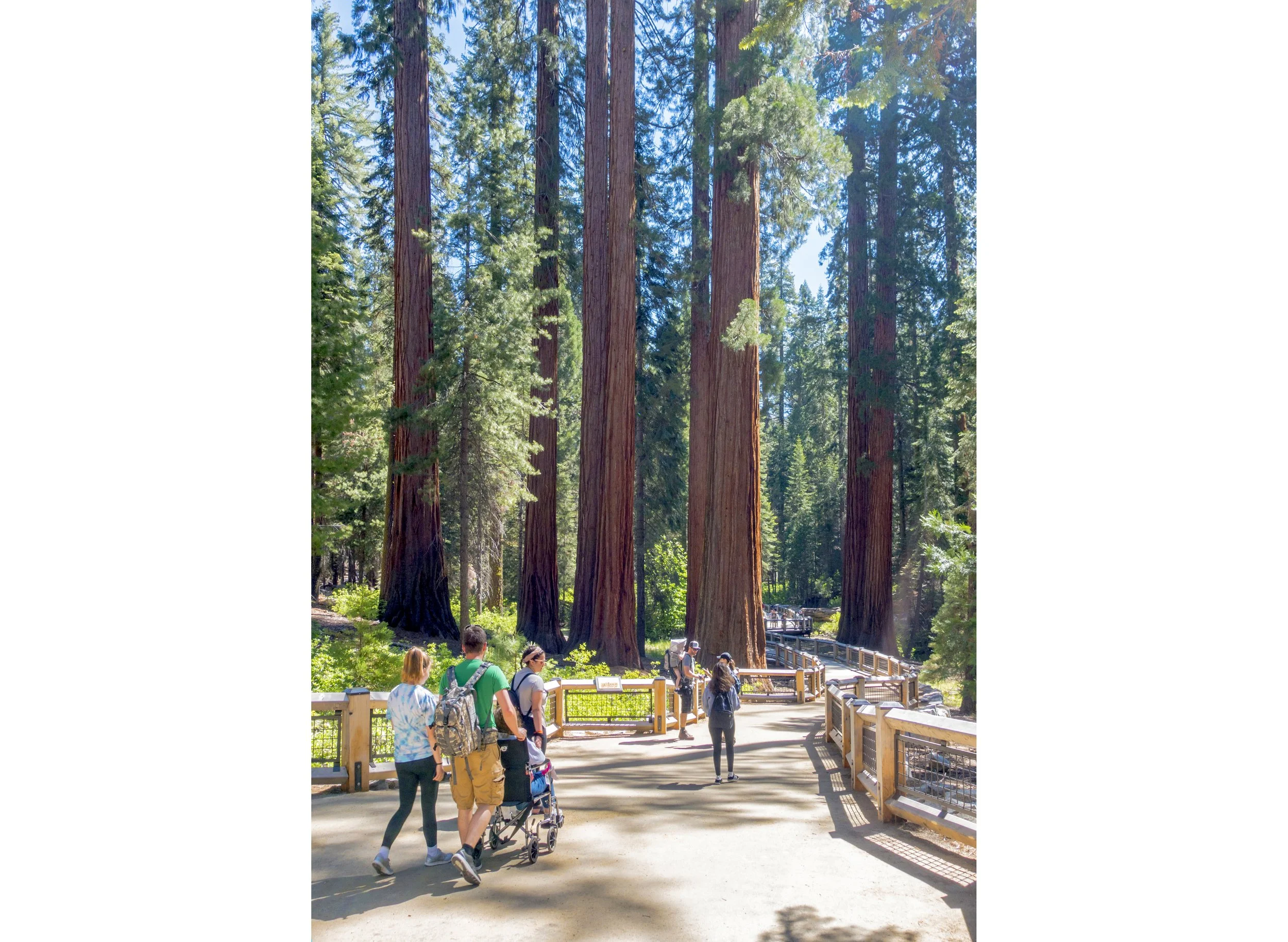 MariposaGrove-Yosemite-Trail02-vert_SusanOlmsted.jpg