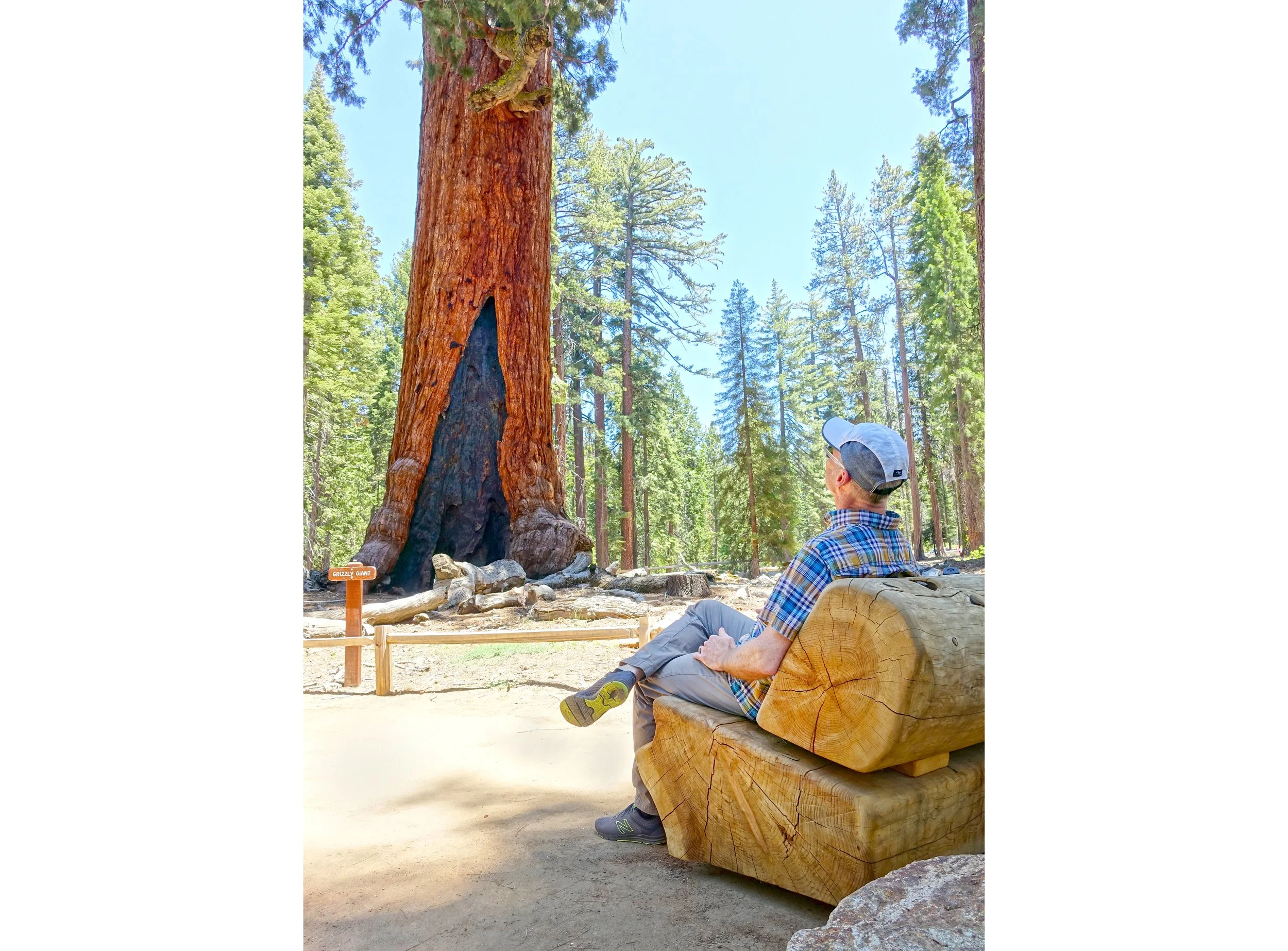Mariposa-Grove_leaning-bench-vert_SusanOlmsted copy.jpg