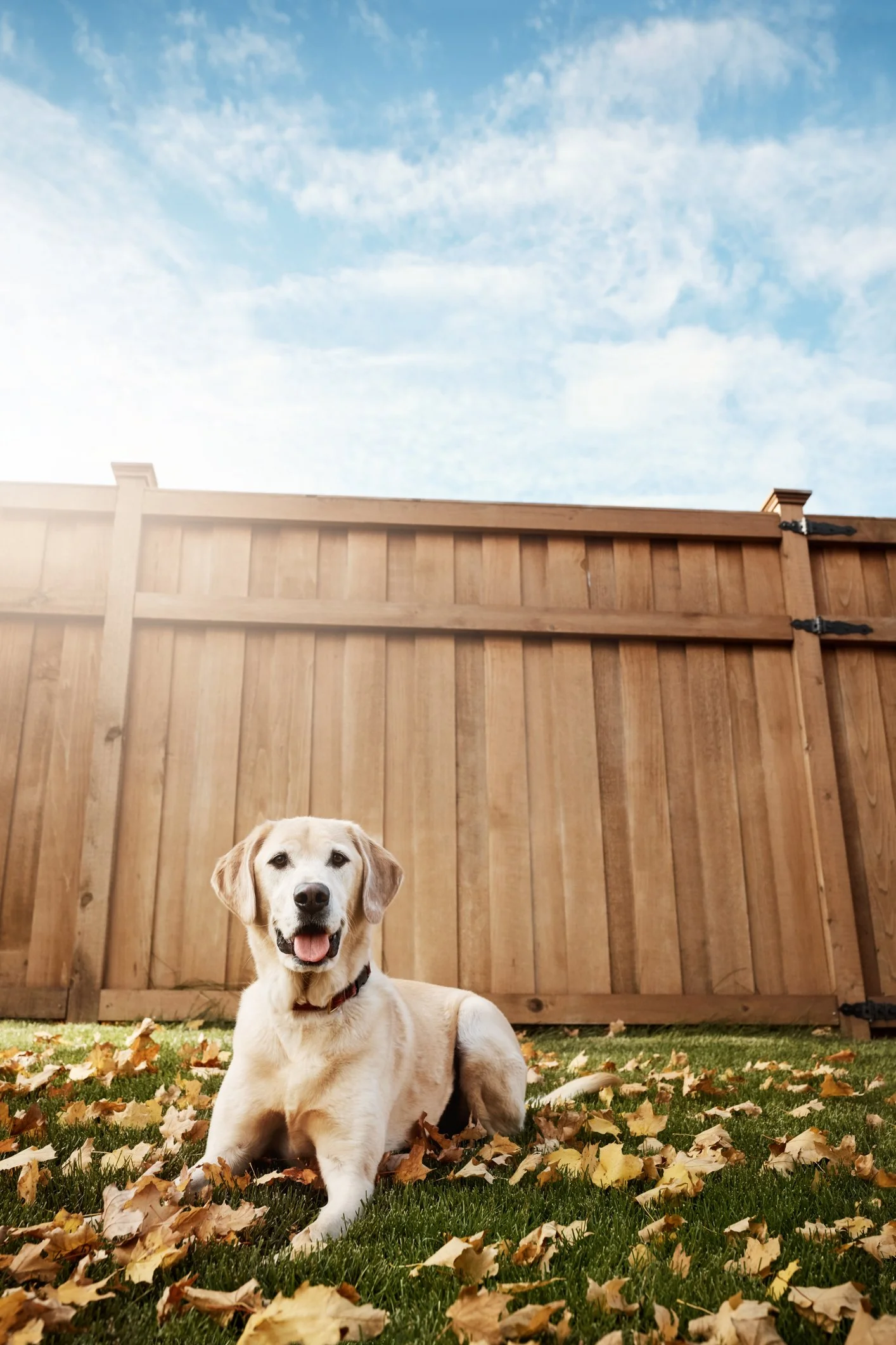 6-foot tall cedar wood privacy fence protecting a dog , lawn has fallen leaves under a partially cloudy sky