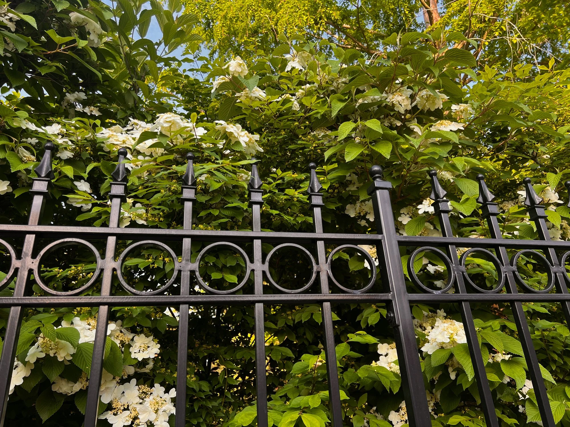 Black ornamental steel fence bordering flowering landscape shrubs