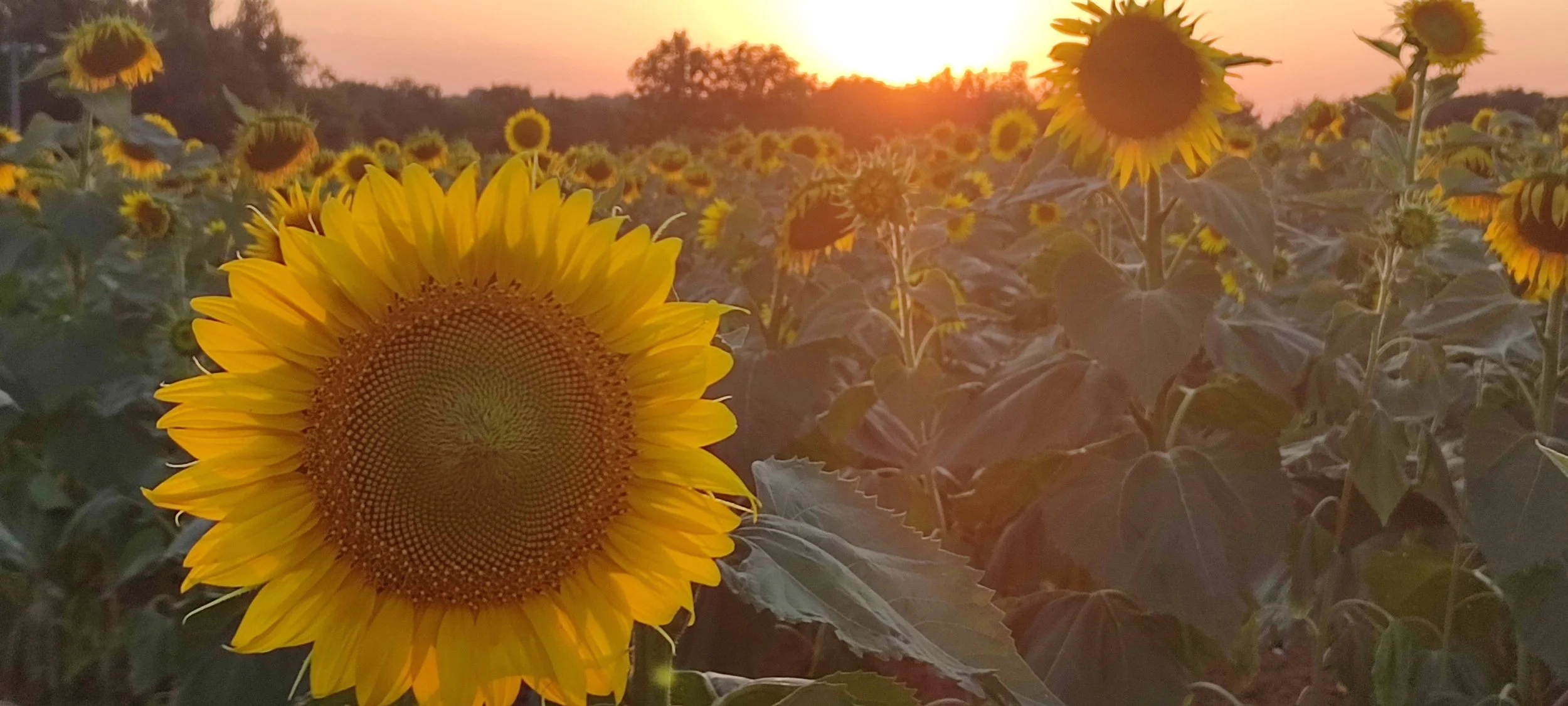 A field of sunflowers at sunset with a large sunflower in the foreground and many more in the background, with the sun setting behind trees.