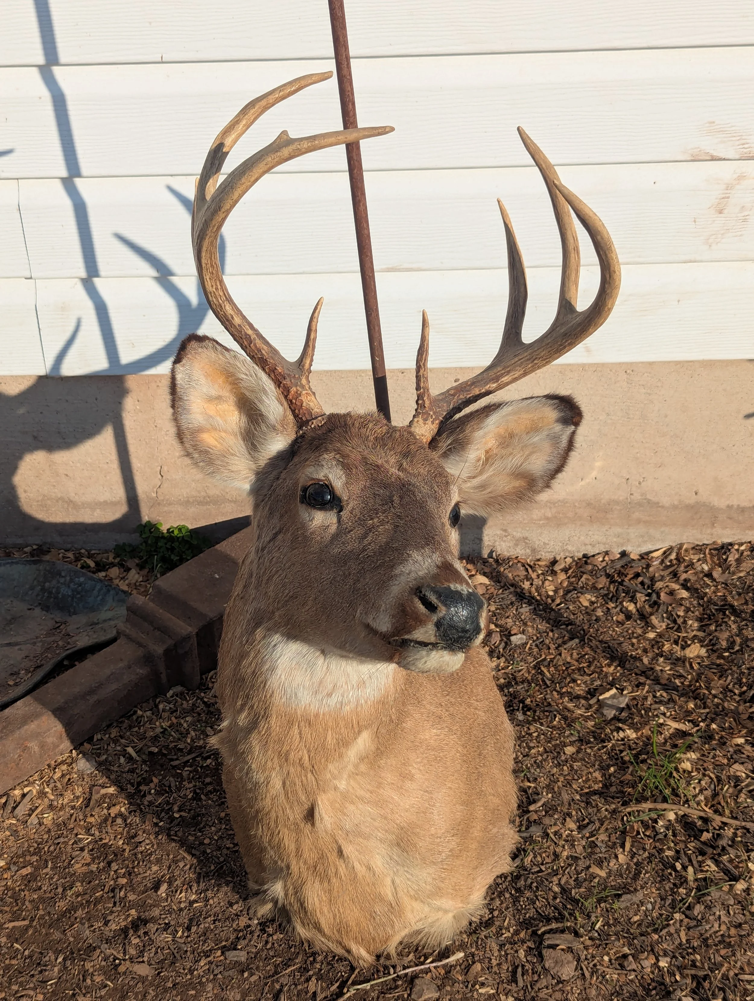 Taxidermy Whitetail Deer Shoulder Mount