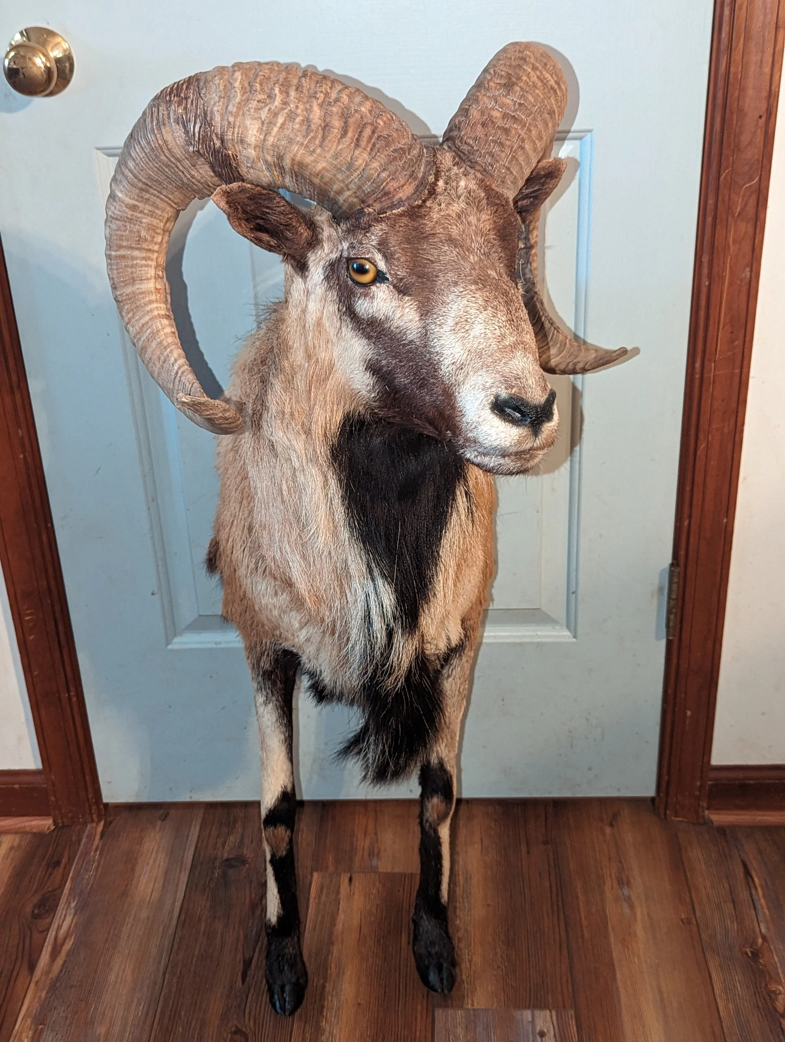 Half Mount Taxidermy Mouflon Ram