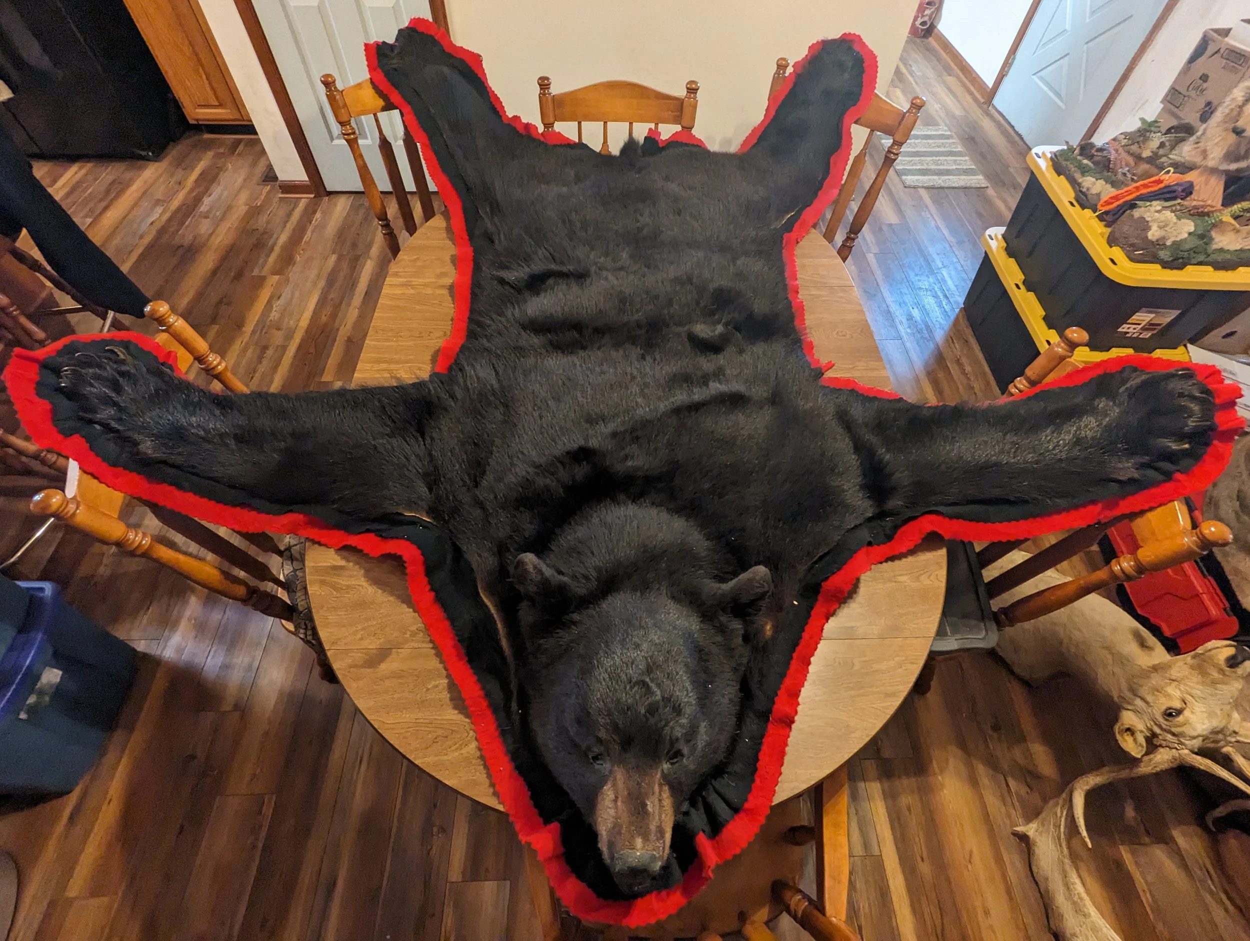 Large Taxidermy Black Bear Rug 06