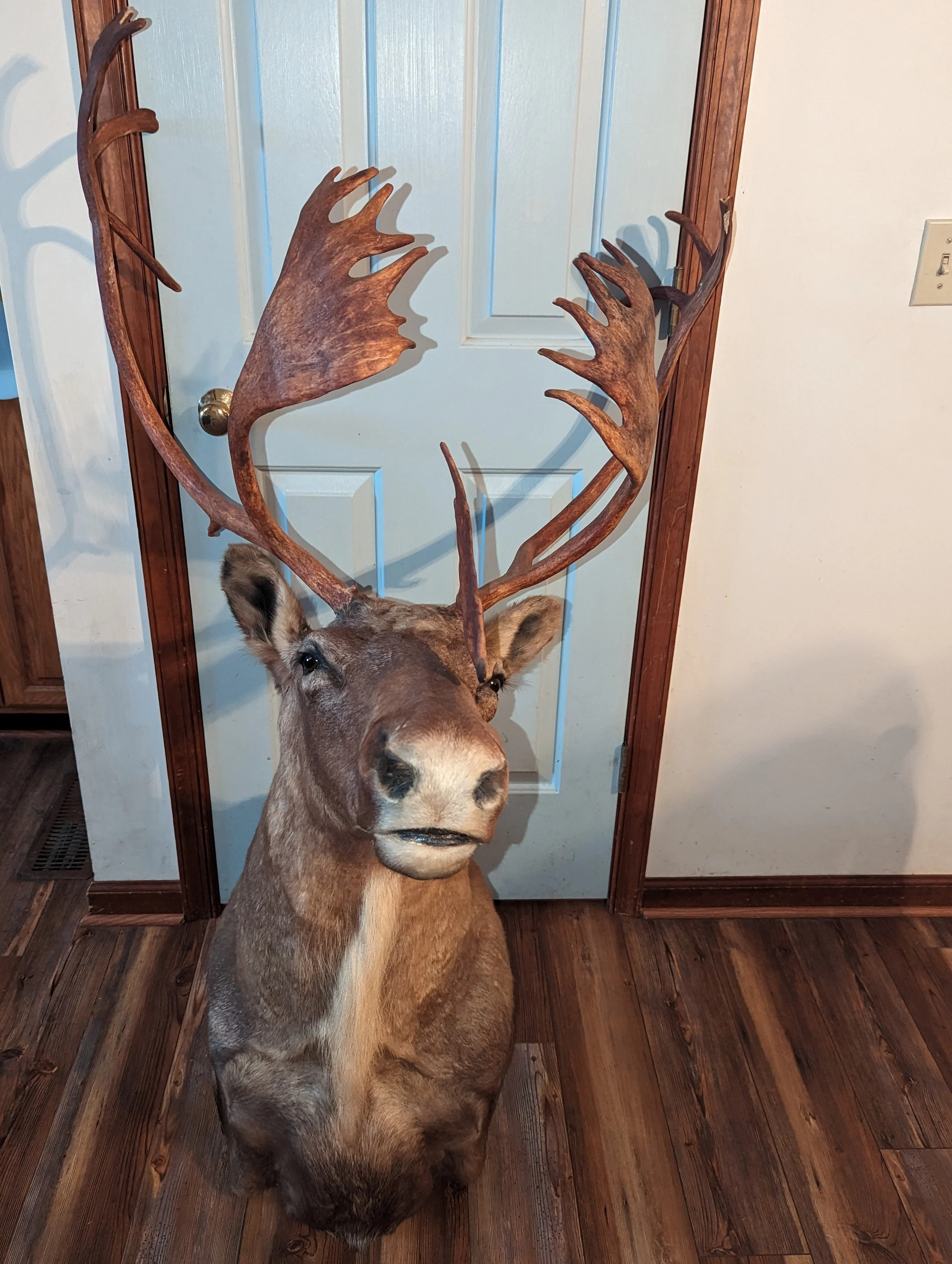 Vintage Caribou Shoulder Mount