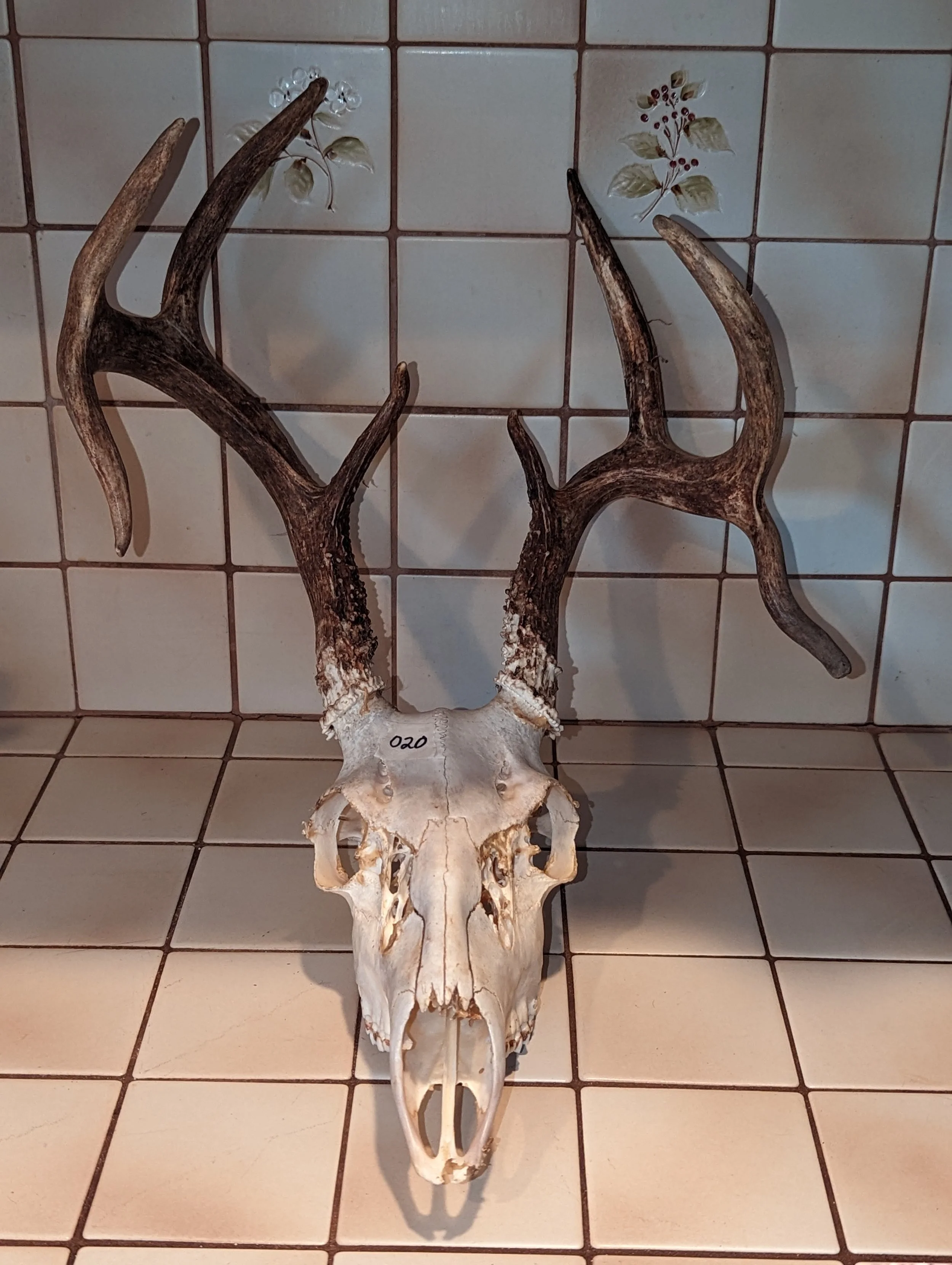Whitetail Deer Skull 020