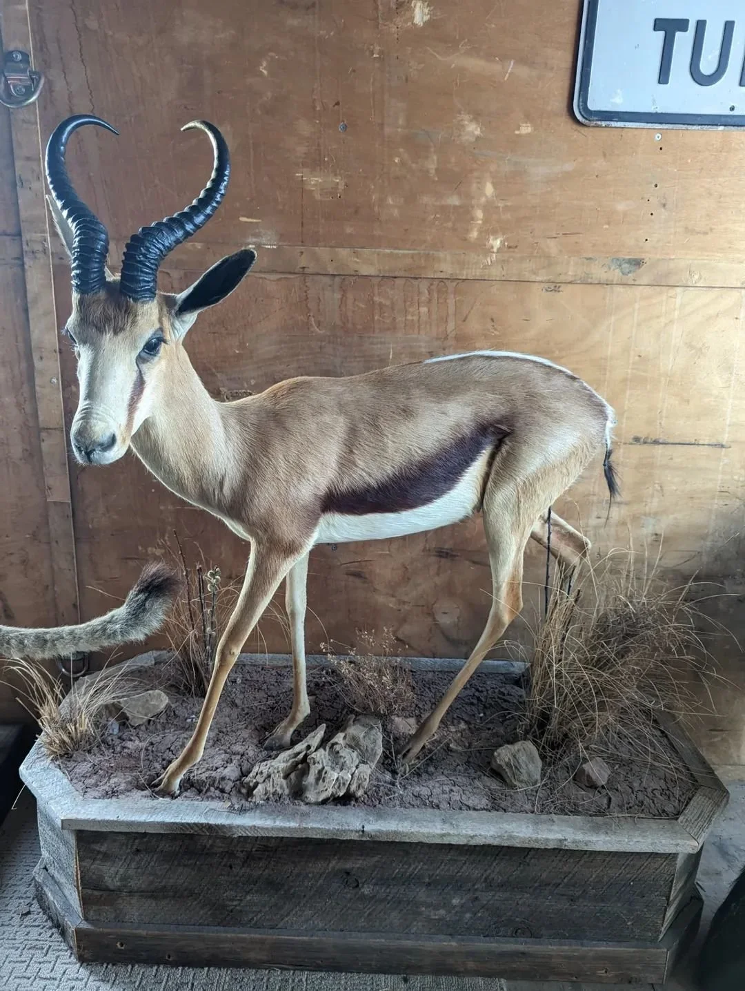 Lifesize Springbok Taxidermy Mount