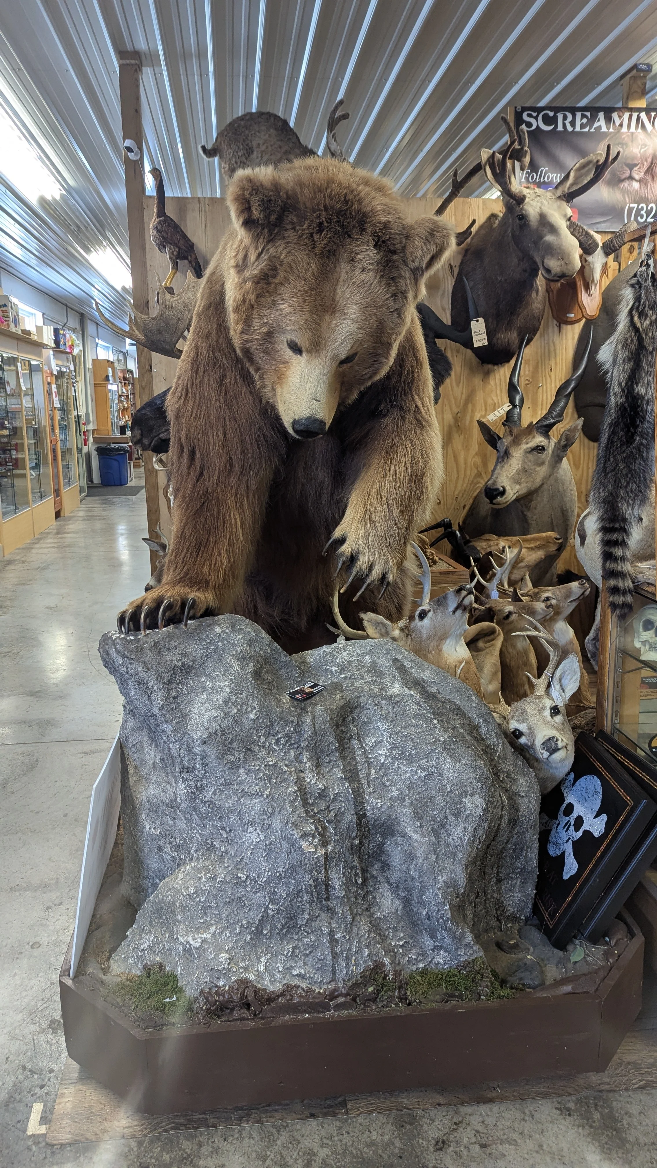 Large Kodiak Island Grizzly Bear Taxidermy Mount