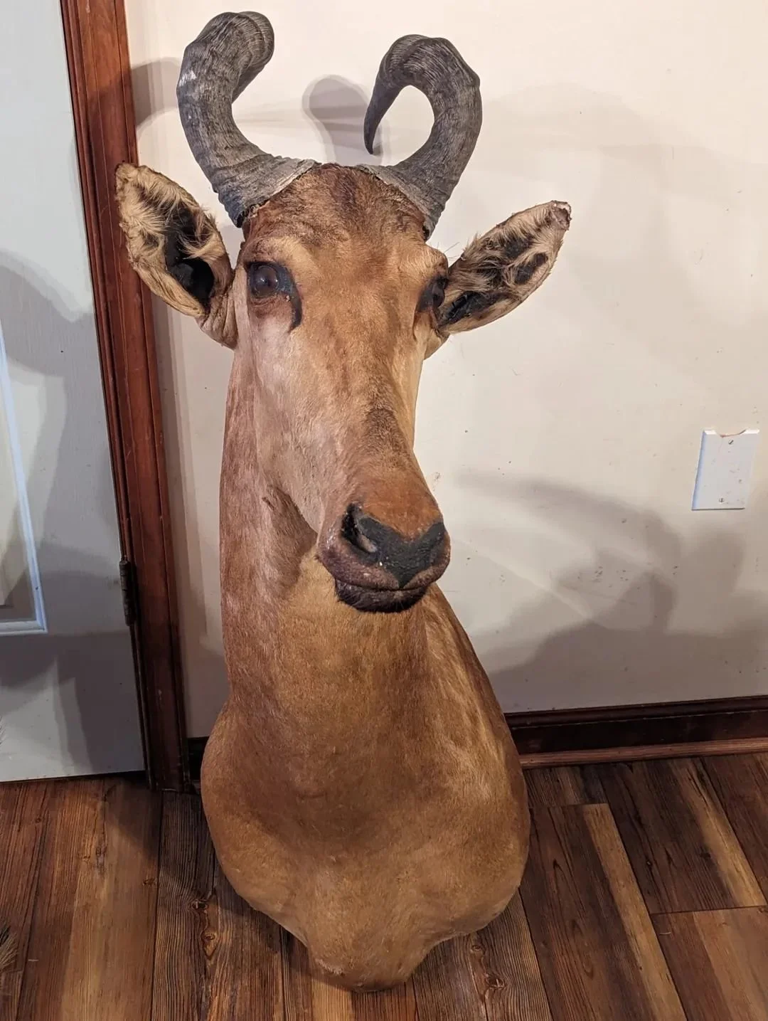Damaged Taxidermy Hartebeest Shoulder Mount