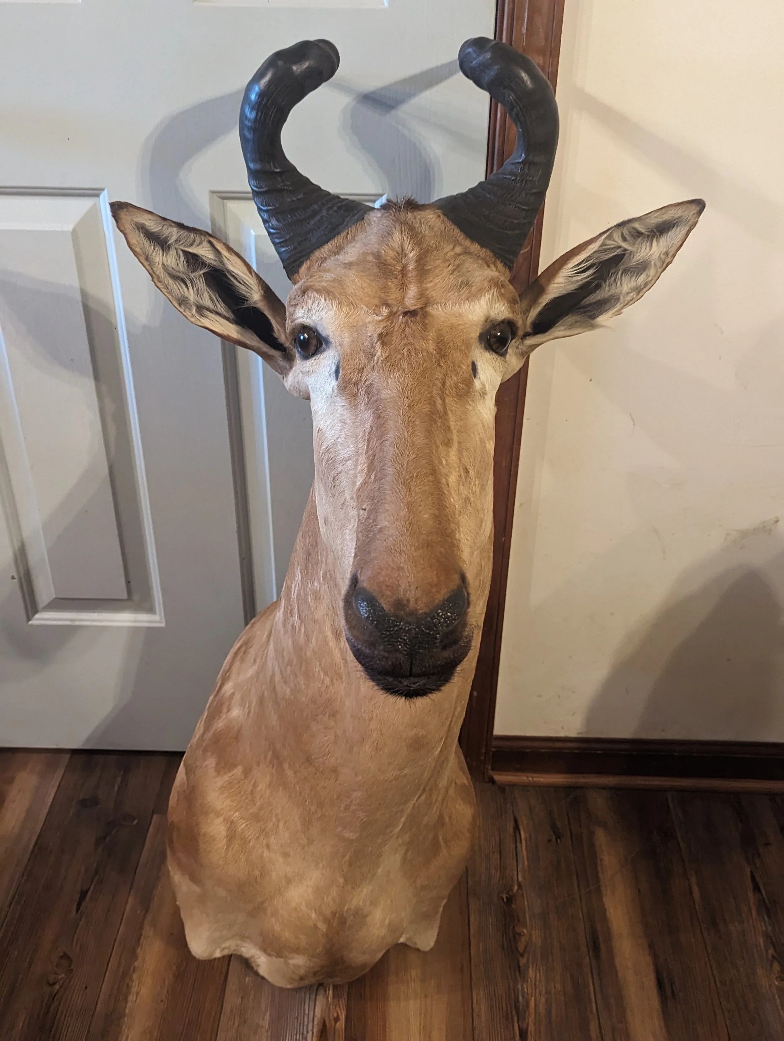 Hartebeest Taxidermy Shoulder Mount