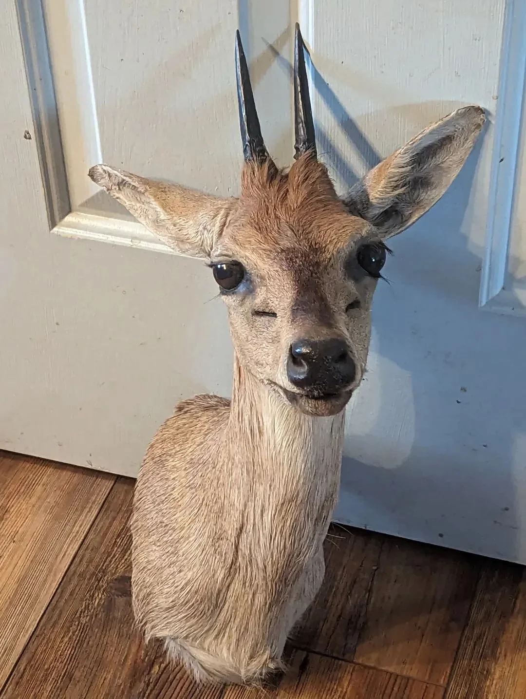 Clean Duiker Taxidermy Shoulder Mount