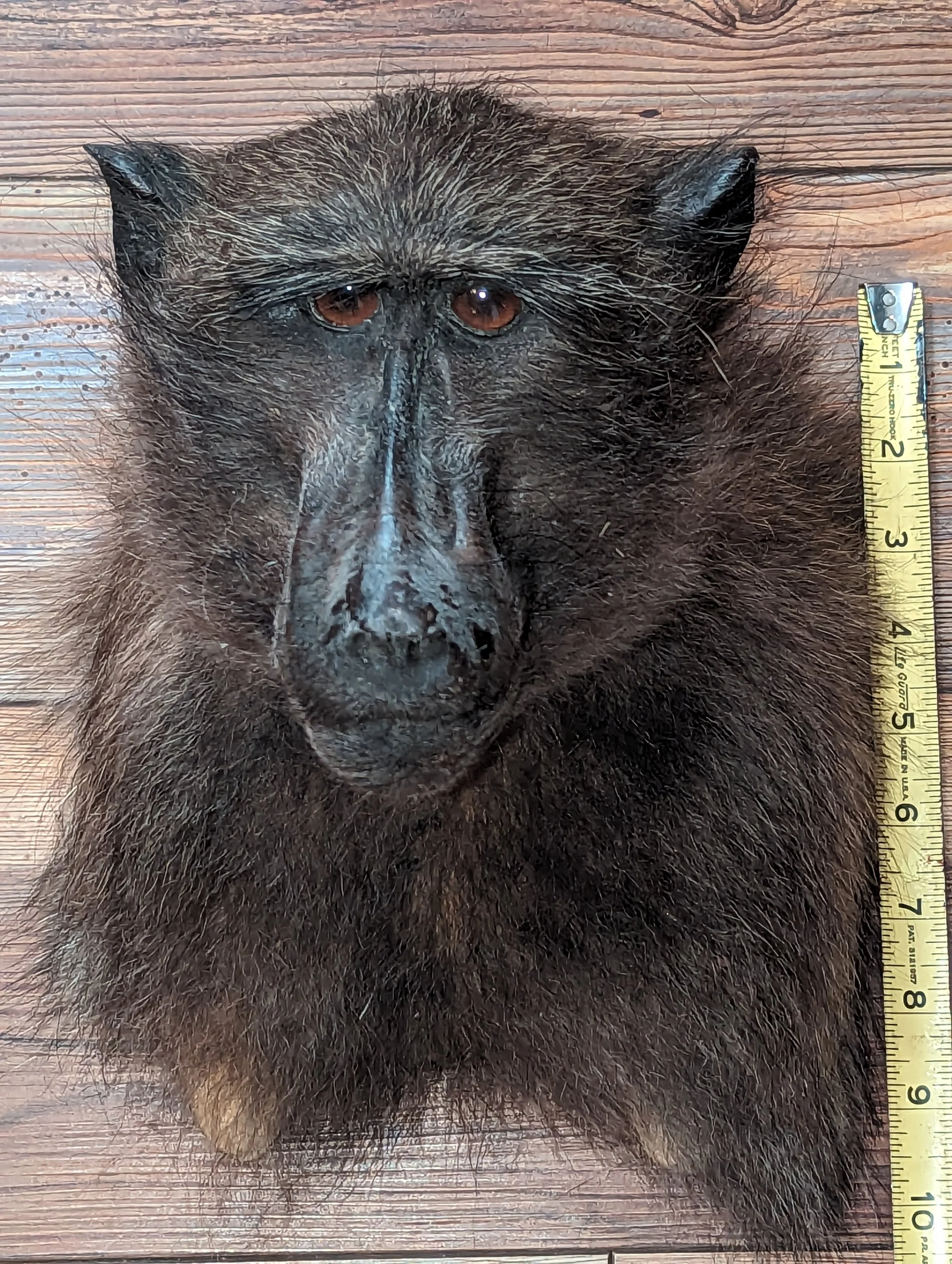Taxidermy Female Baboon Shoulder Mount