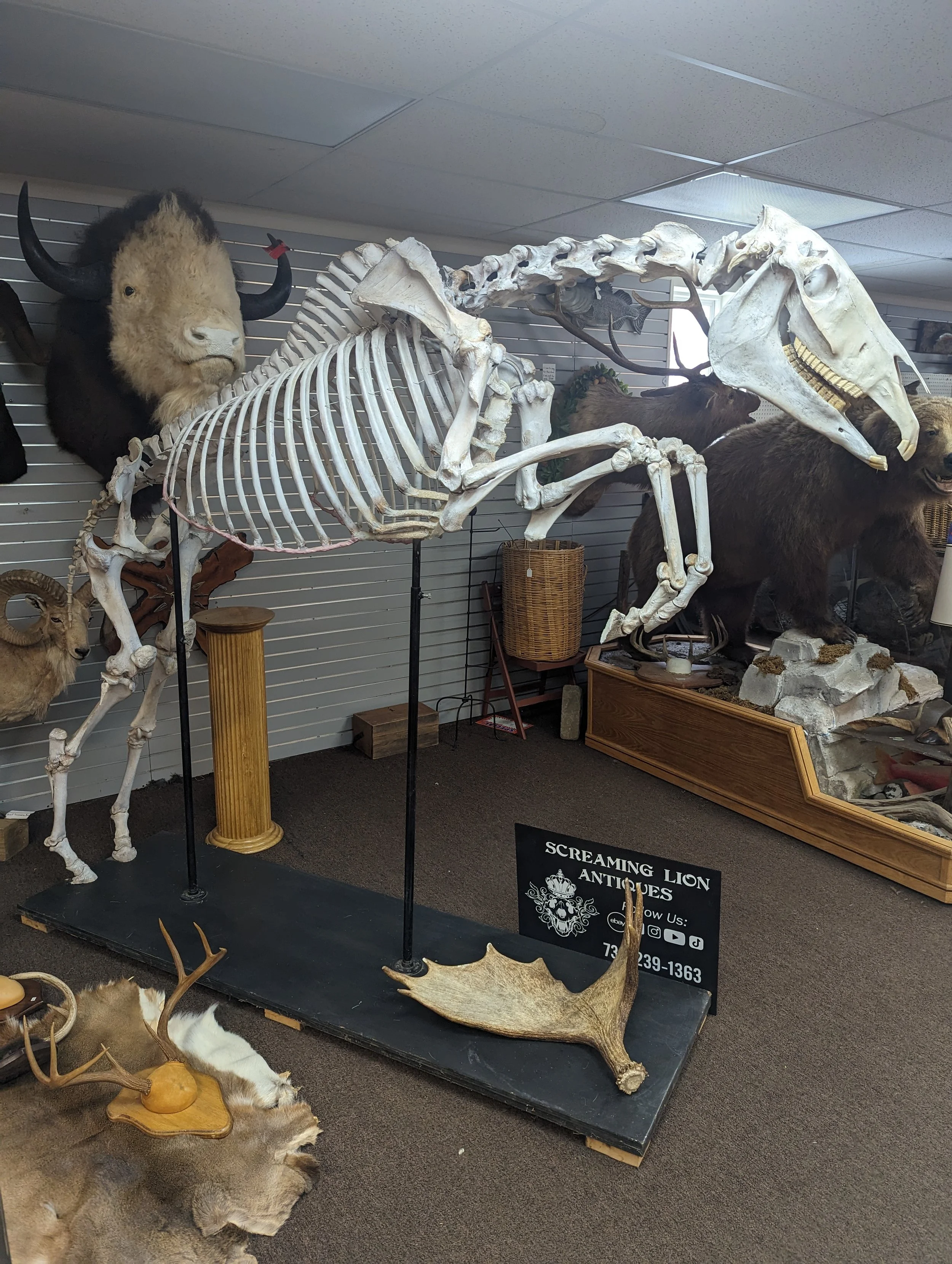 Incredible Lifesize Horse Articulated Skeleton
